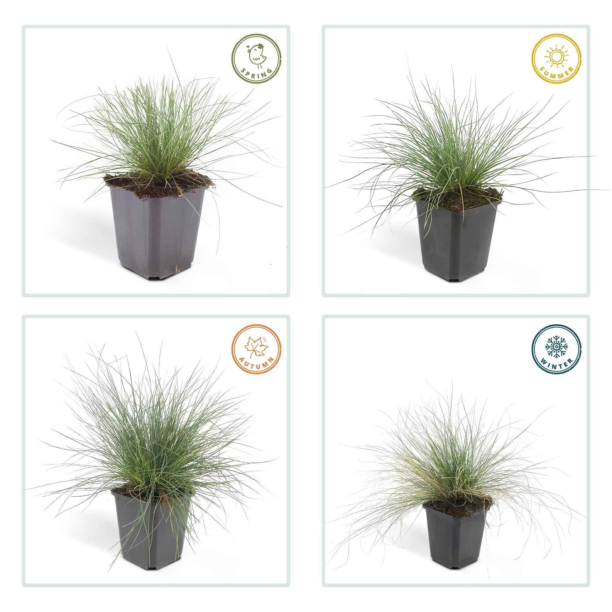 Image of Blau – Schwingel – Festuca glauca 'Elijah Blue' – ↕10-25cm – Ø9cm – Ziergras – graues Gras – Pflegeleicht & Winterhart