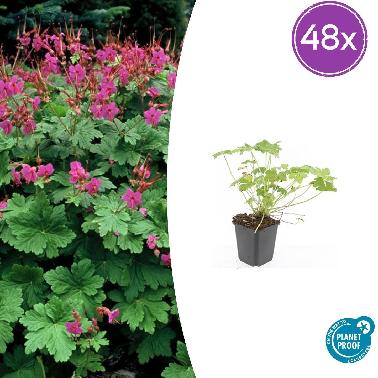 Image of Storchschnabel Geranium macrorrhizum 'Czakor' – ↕10-25cm – Ø9cm – Tiefrosa Blüten – Aromatisches Laub – Robuster Bodendecker-8