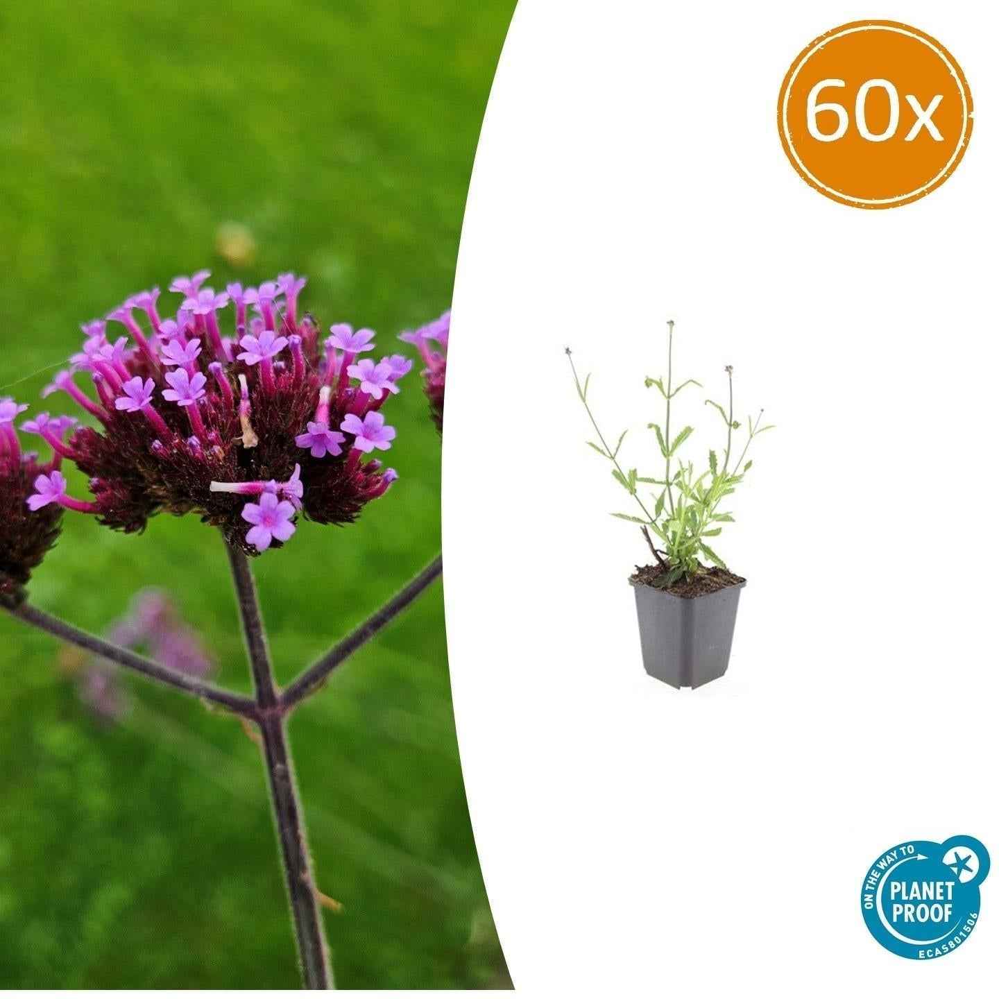 Image of Hohes Eisenkraut Verbena bonariensis 'Lollipop' – ↕10-25cm – Ø9cm – Lilafarbene Blüten – Langblühend – Pflegeleicht