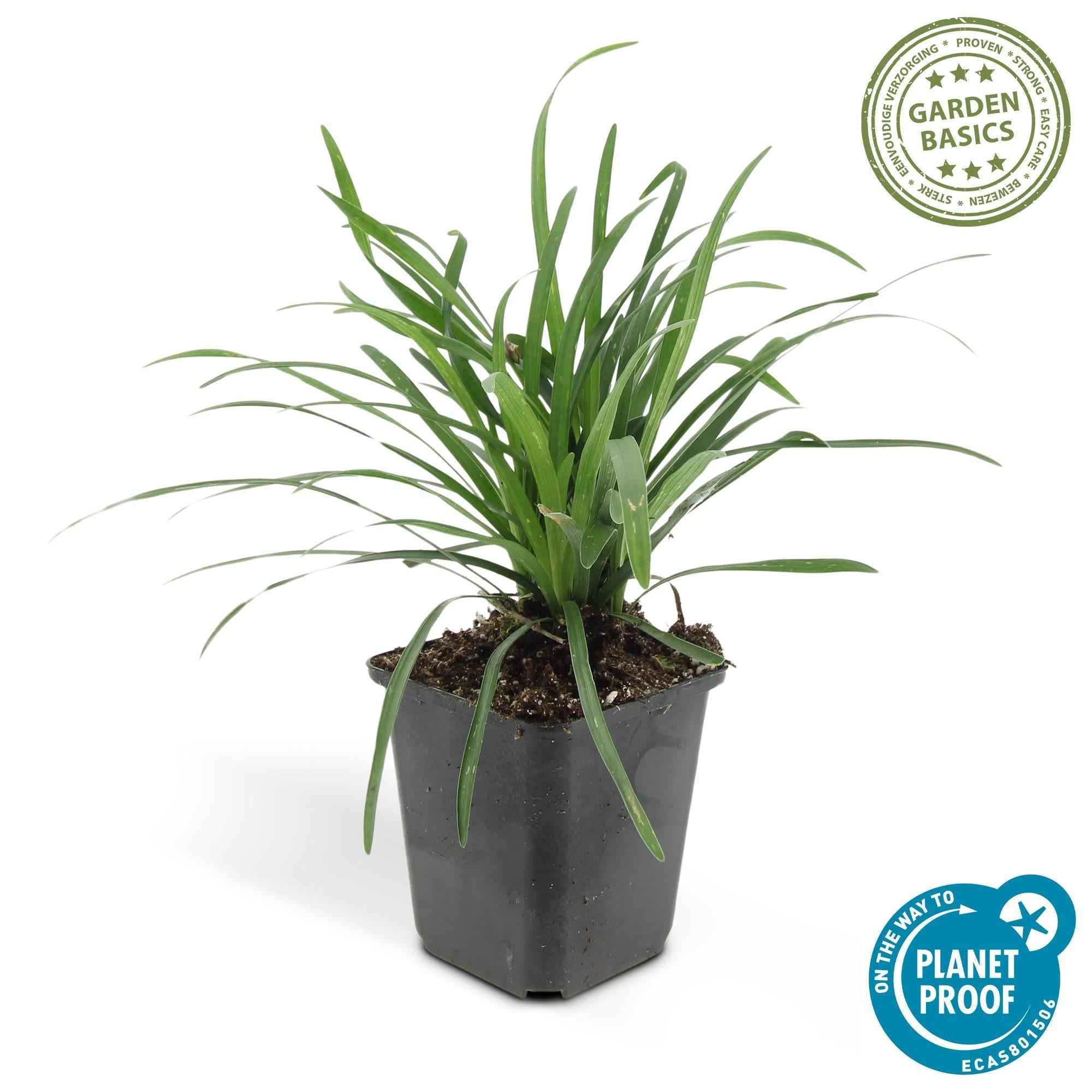 Image of Lilientraube Liriope muscari 'Big Blue' – ↕10-25cm – Ø9cm –, Pflegeleicht, Halbschatten-4