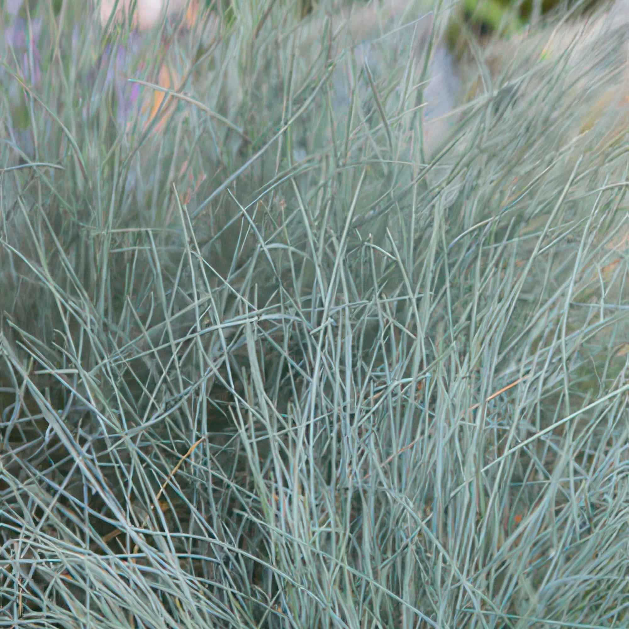 Image of Blau – Schwingel – Festuca glauca 'Elijah Blue' – ↕10-25cm – Ø9cm – Ziergras – graues Gras – Pflegeleicht & Winterhart