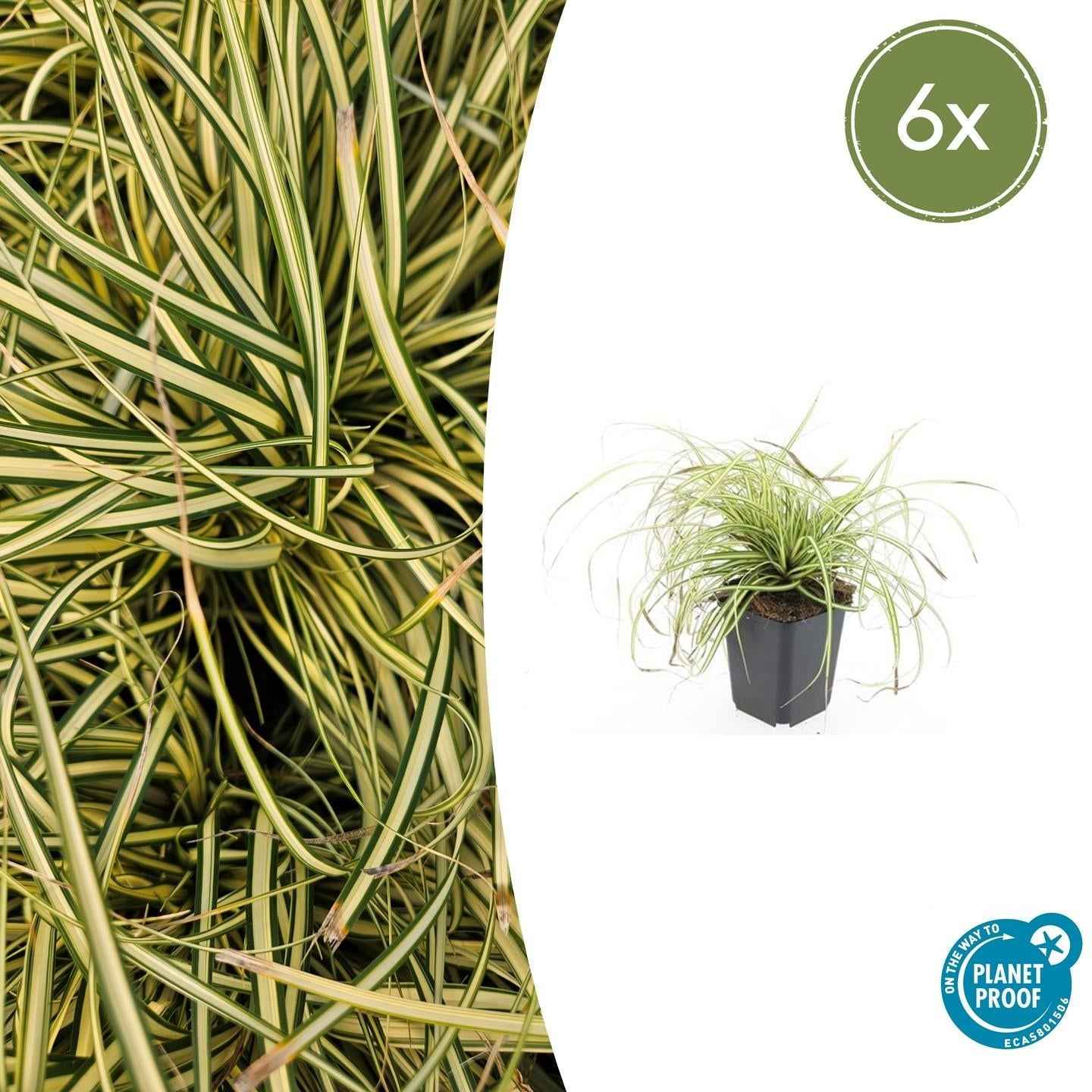 Image of Gold Segge Carex oshimensis 'Evergold' – ↕10-25cm – Ø9cm – Immergrün – Pflegeleicht – Schattentauglich-2