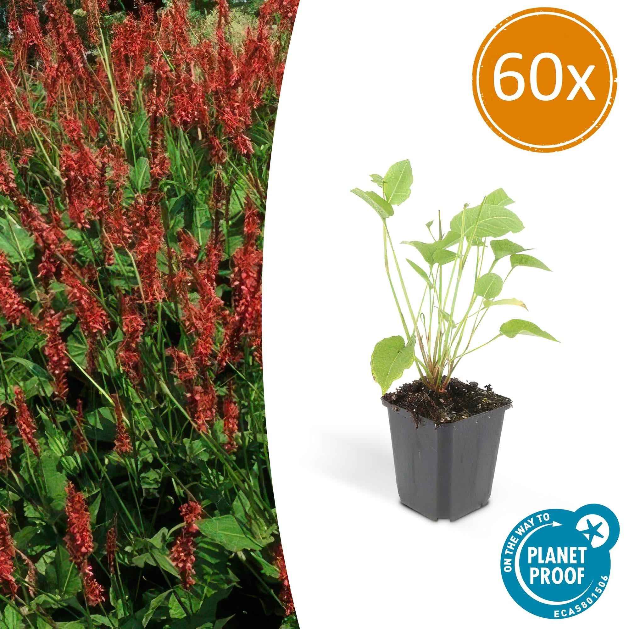 Image of Kerzenknöterich Persicaria amplexicaulis – ↕10-25cm – Ø9cm – Robuste Staude für Garten & Beete – Rote Blüten-0