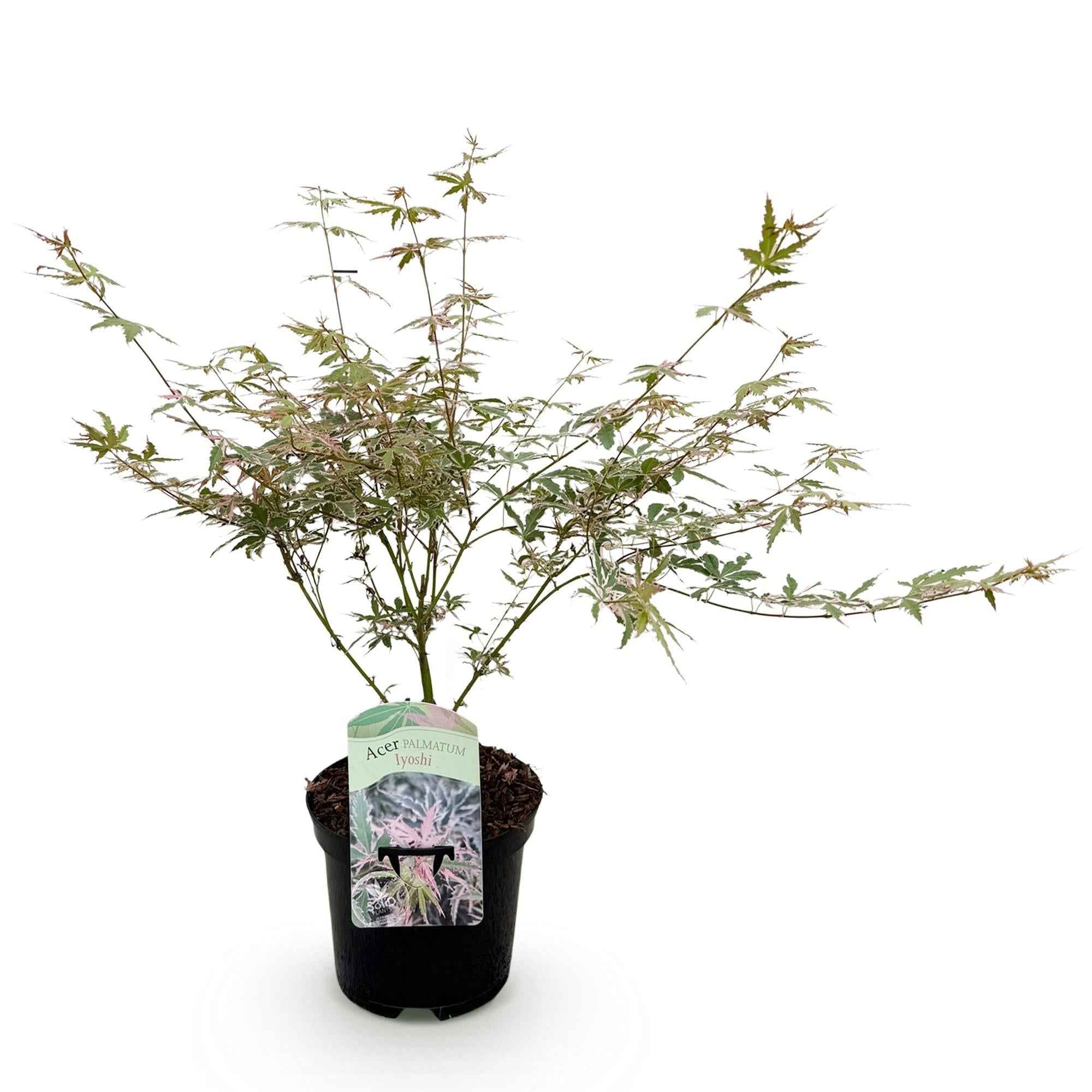 Image of Japanischer Ahorn Acer palmatum Iyoshi – Rosa Balkonpflanze – Ø19cm – Höhe ca. 70cm – Fein geschnittener Zierahorn für Beet & Balkon-2