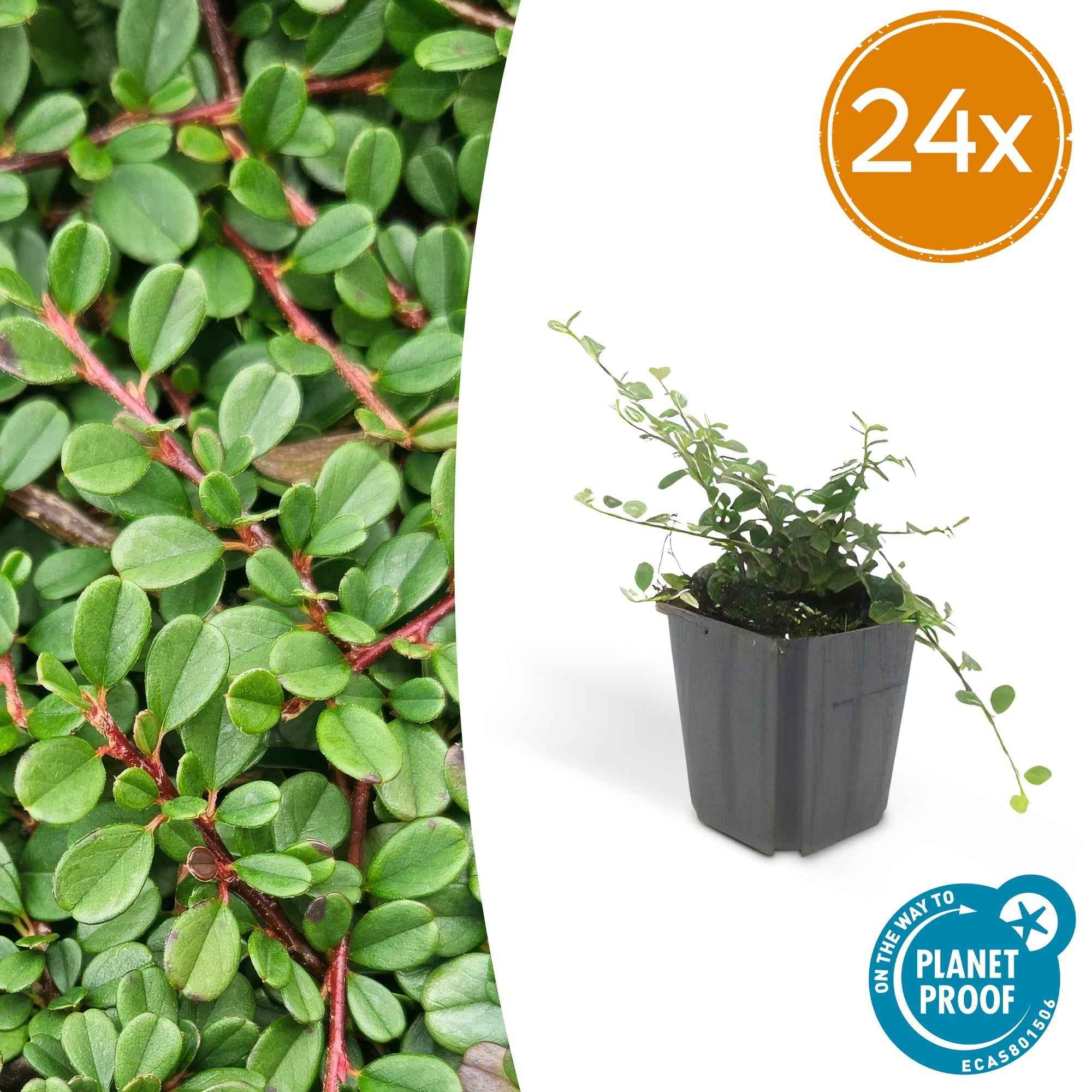 Image of Cotoneaster prostratus 'Streib's Findling' – Flachwachsender Bodendecker – ↕10-25cm – Ø9cm – Immergrün & winterhart – Pflegeleicht-2
