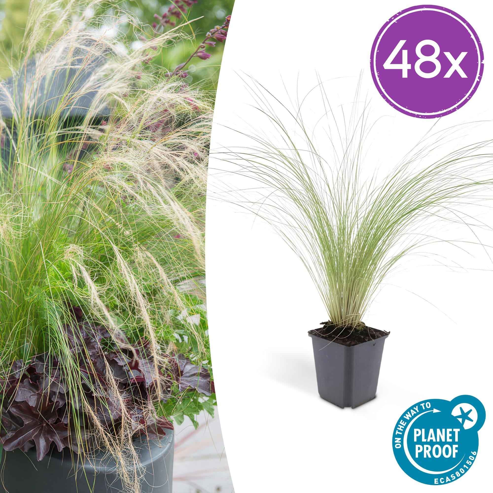 Image of Stipa tenuissima ‘Ponytails’ – ↕10-25cm – Ø9cm – Feinhaariges Ziergras – Luftig & Verspielt – Sonne – Pflegeleicht & Robust