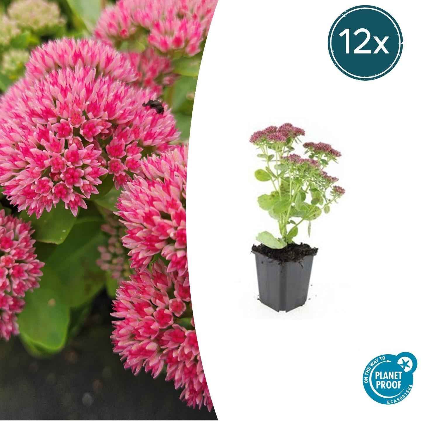 Image of Hohes-Fettblatt Sedum 'Herbstfreude' – ↕10-25cm – Ø9cm – Winterhart – Trockenheitstolerant – Bienenfreundlich – Spätsommerblüte-0
