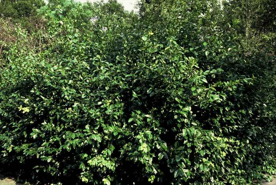 Image of Purpur – Kriechspindel Euonymus fortunei 'Coloratus' – ↕10-25cm – Ø9cm – & Hecken