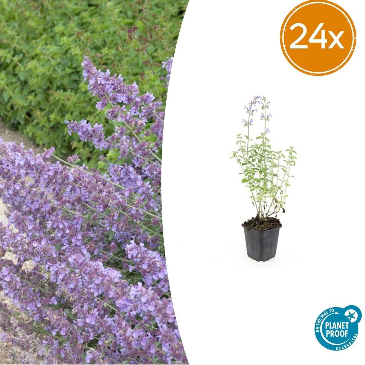 Image of Nepeta 'Walker's Low' – ↕10-25cm – Ø9cm – Lavendelblaues Duftgras – Bienenfreundlich & Pflegeleicht-2