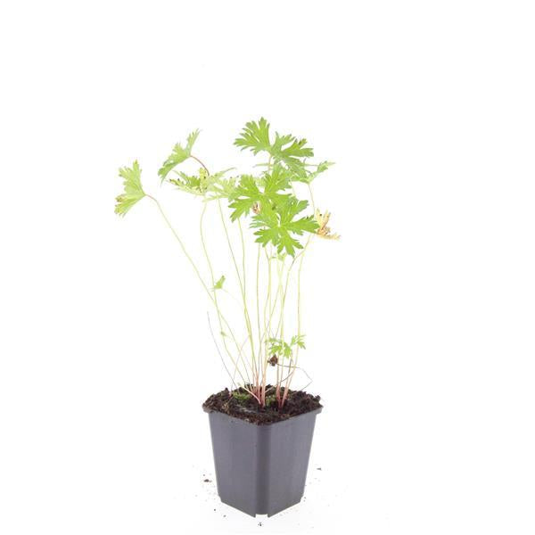 Image of Storchschnabel Geranium 'Johnson's Blue' – ↕10-25cm – Ø9cm – Winterharte Staude & Bodendecker – Leuchtend blaue Blüten-7