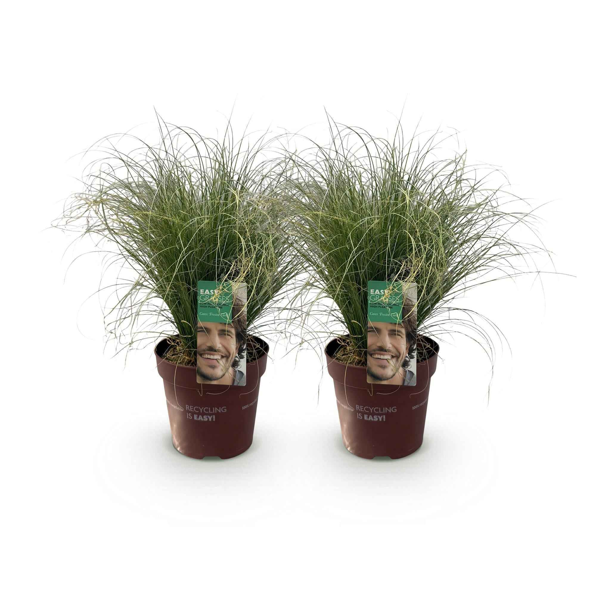 Image of Neuseeland Segge Carex comans Frosted Curls – Ø17cm – Immergrün – Pflegeleicht – Elegantes Ziergras mit silbernem Glanz – Höhe ca. 50cm-2