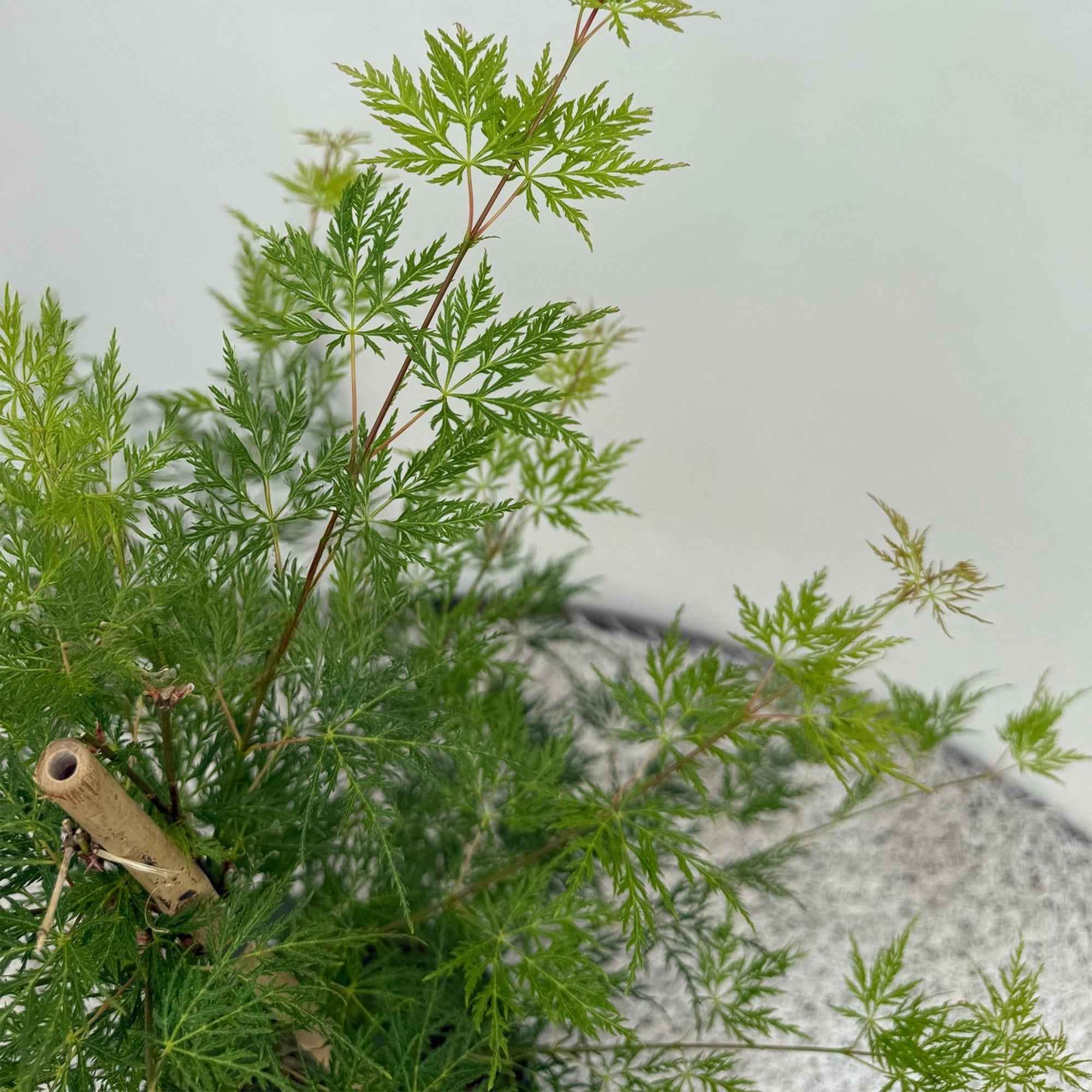 Image of Japanischer Ahorn – Acer palmatum 'Emerald Lace' – Balkonpflanze – ca. 70cm hoch – Topf Ø19cm – feingeschnittenes grünes Laub, herbstliche Gold-3