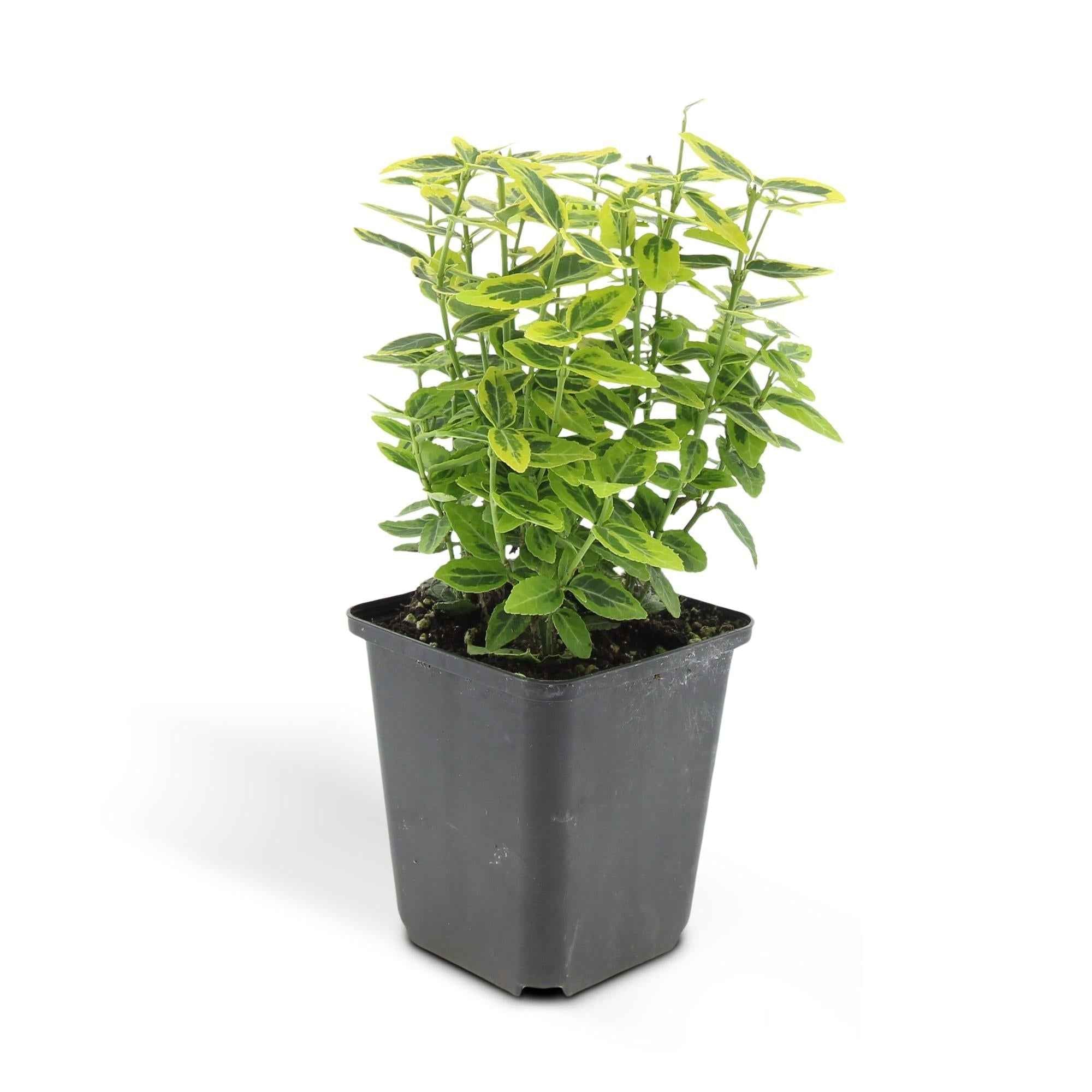 Image of Euonymus fortunei 'Emerald 'n Gold' – Immergrüner Strauch mit gelb – grünem Laub – ↕10-25cm – Ø9cm – Kompakt & pflegeleicht-3