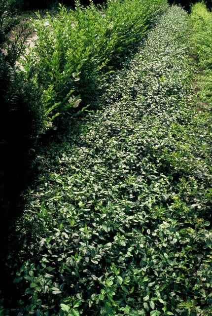 Image of Spindelstrauch – Euonymus fortunei 'Dart's Blanket' – ↕10-25cm – Ø9cm – Schattentolerant – Winterhart – Pflegeleicht-4