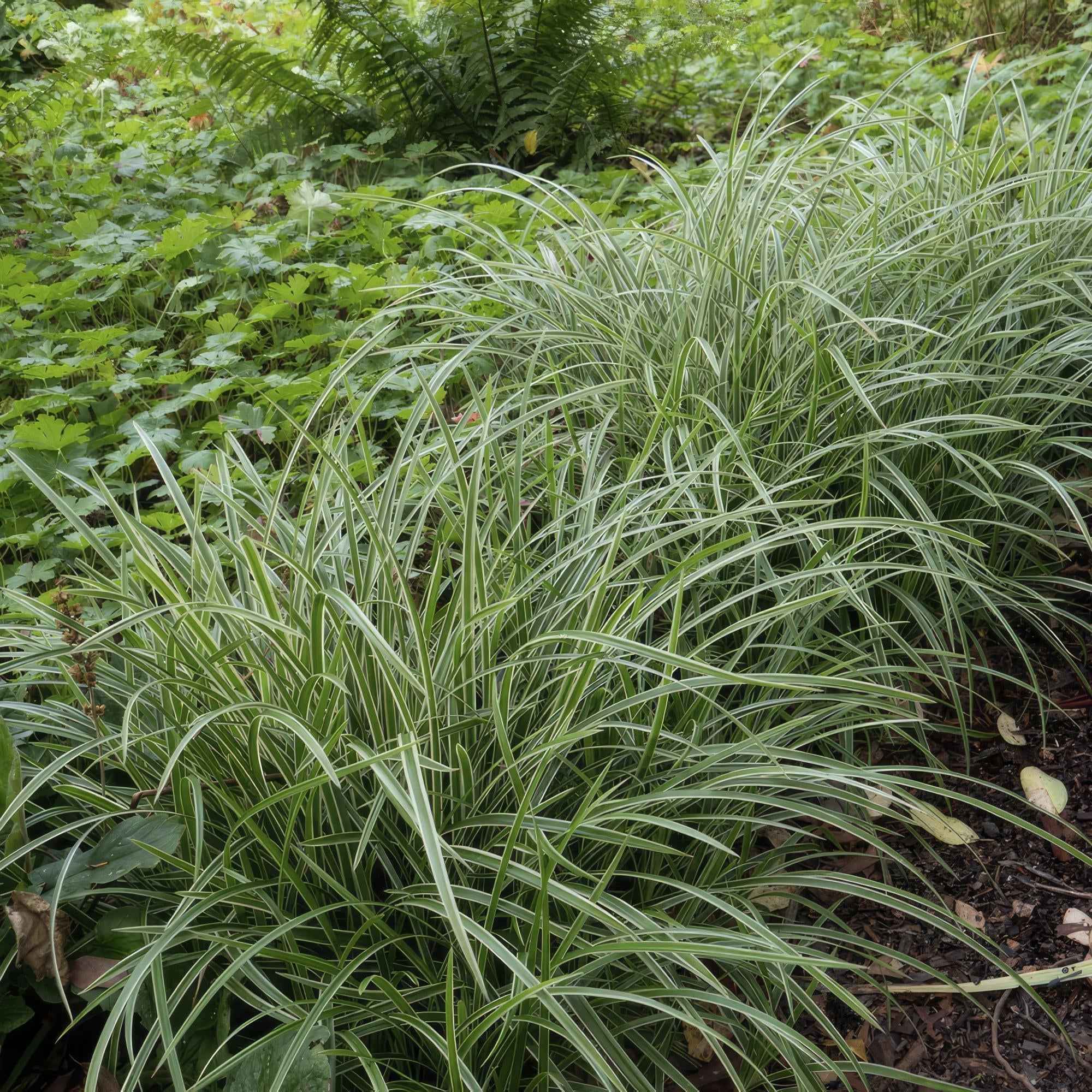 Image of Weißrandige Segge Carex morrowii 'Ice Dance' – ↕10-25cm – Ø9cm – für Sonne & Schatten – Pflegeleicht
