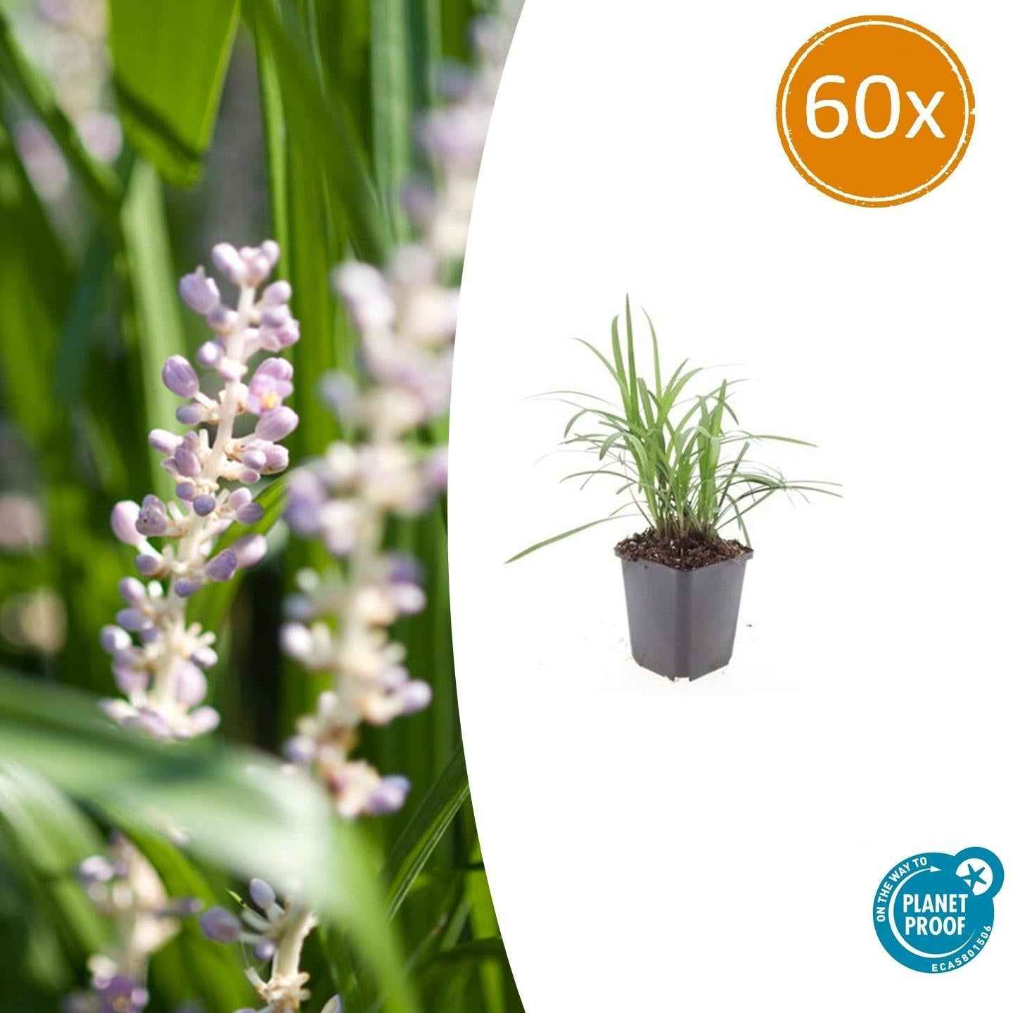 Image of Glöckchentraube Liriope muscari 'Moneymaker' – ↕10-25cm – Ø9cm –, Violette Blüten, Pflegeleicht-0