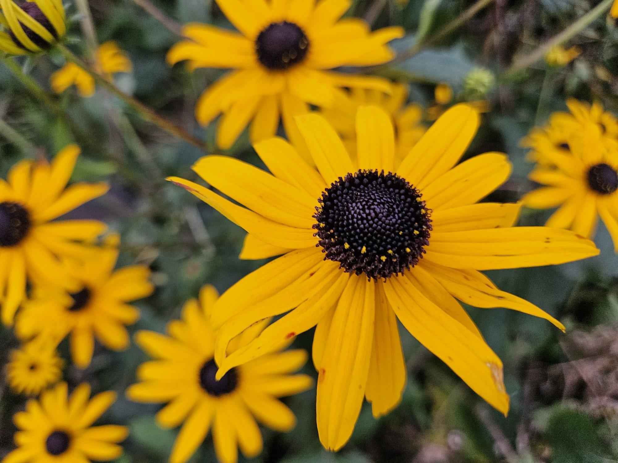 Image of Leuchtender Sonnenhut Rudbeckia fulgida 'Goldsturm' – ↕10-25cm – Ø9cm – Gelbe Blüten – Bienenfreundlich – Pflegeleichte Staude-1
