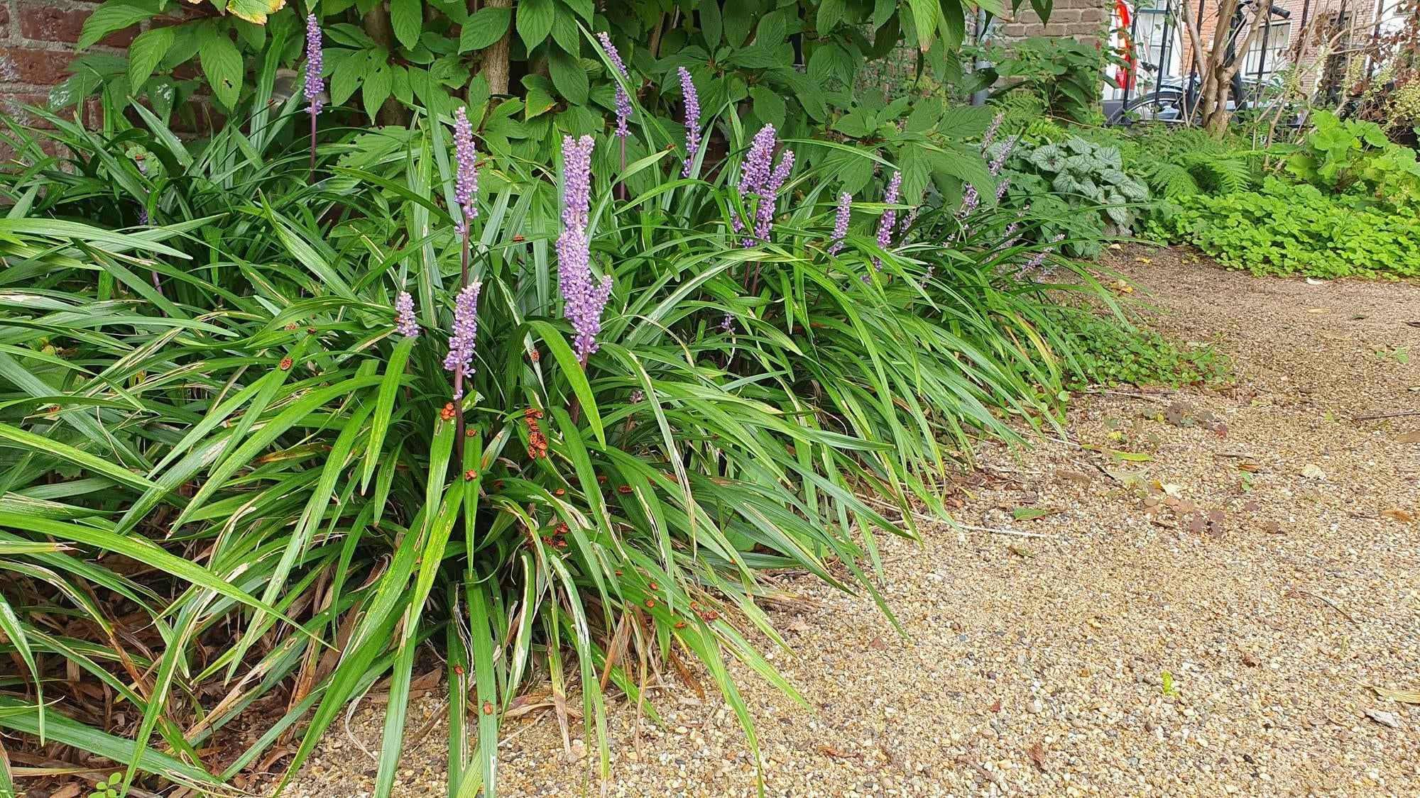 Image of Lilientraube Liriope muscari 'Ingwersen' – ↕10-25cm – Ø9cm –, Immergrün, Violette Blüten, Winterhart, Pflegeleicht