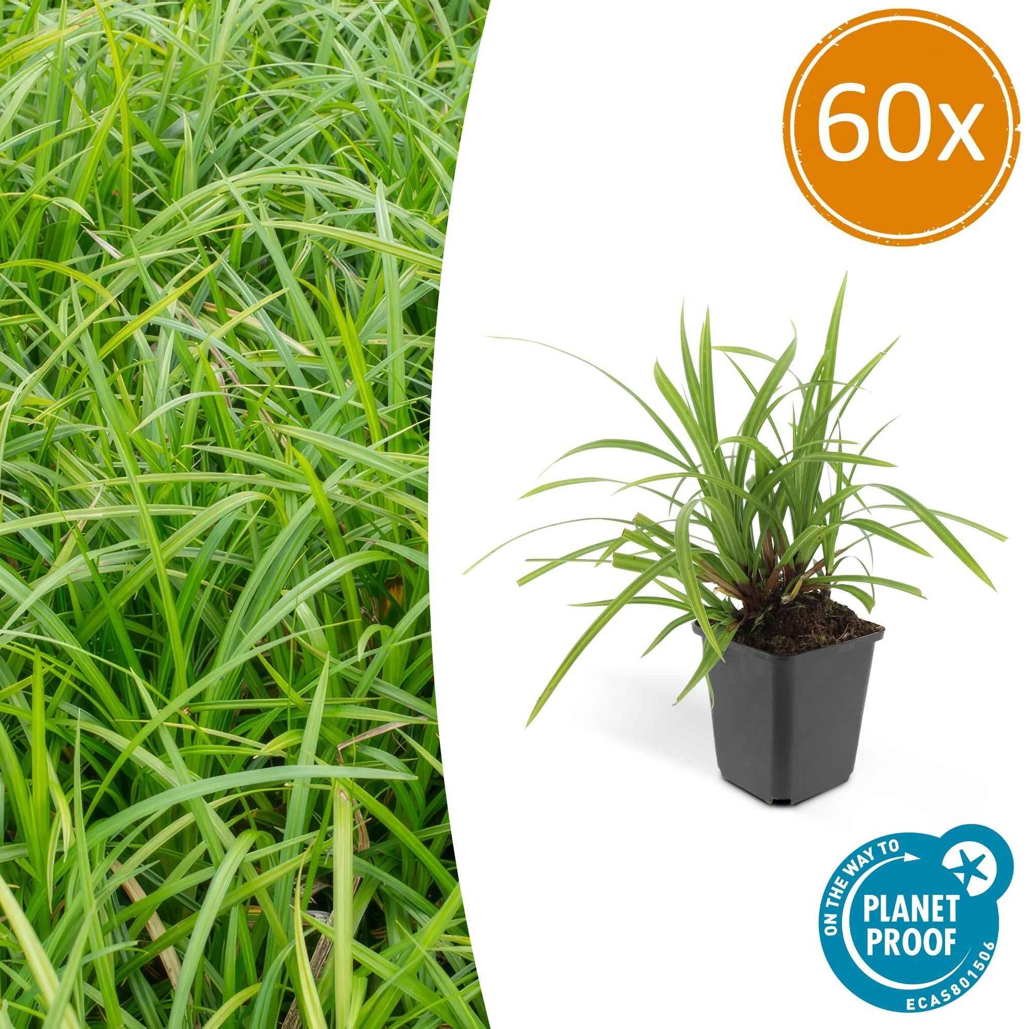 Image of Grünblättrige Segge Carex morrowii 'Irish Green' – ↕10-25cm – Ø9cm – Immergrün – Pflegeleicht – Schattentauglich