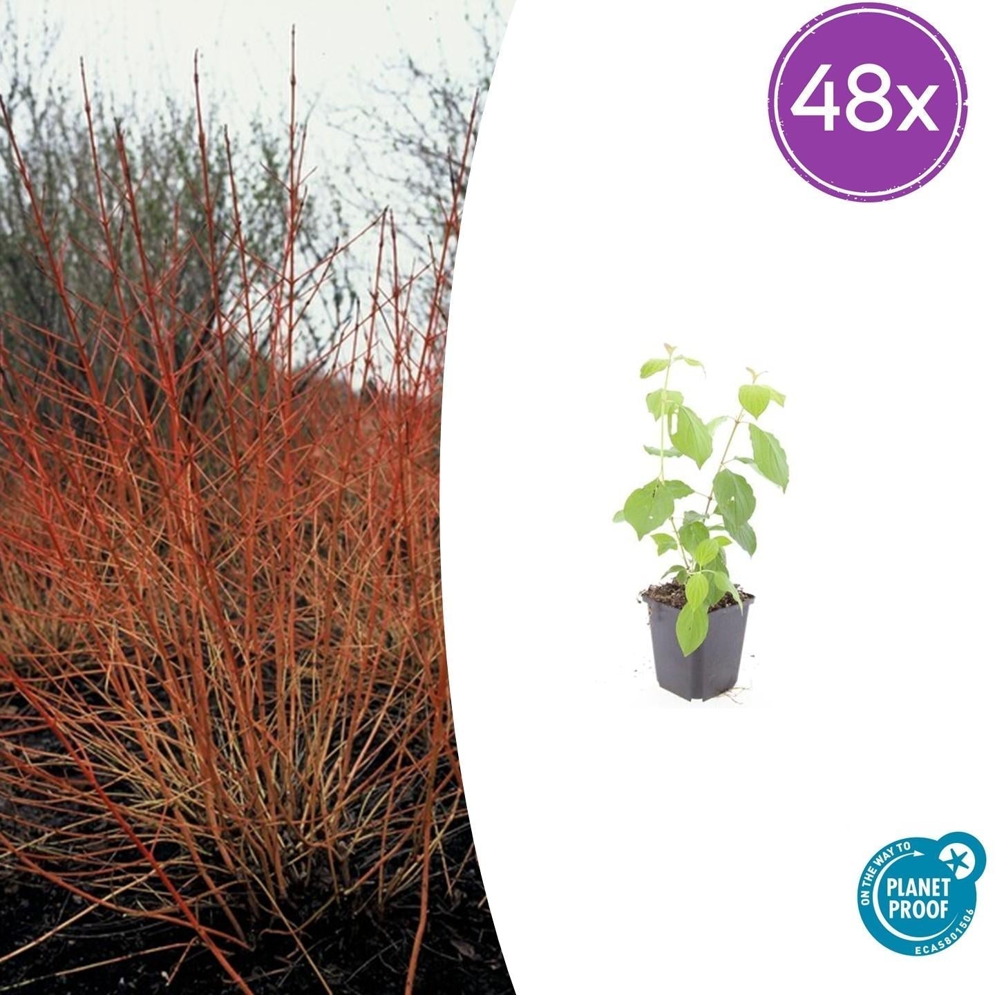 Image of Roter Hartriegel – Cornus sanguinea 'Midwinter Fire' – ↑10-25cm – Ø9cm – Winterharter Zierstrauch, Leuchtende Zweige, Pflegeleicht-8