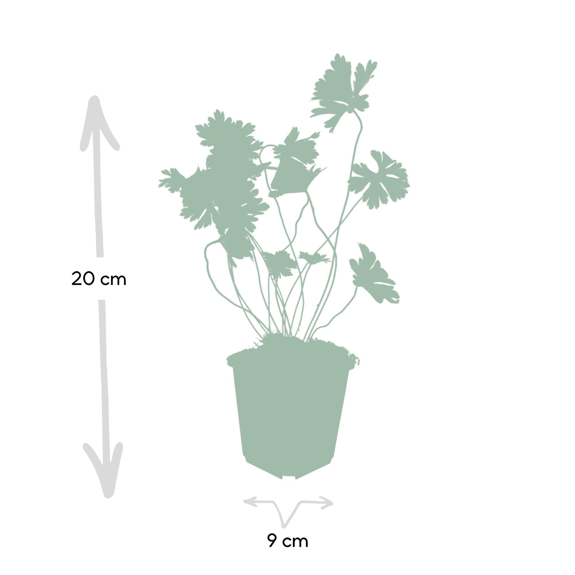 Image of Geranium Rozanne – Blühender Bodendecker – ↕10-25cm – Ø9cm – Langanhaltende Blüte von Mai bis Herbst – Pflegeleicht & winterhart-3
