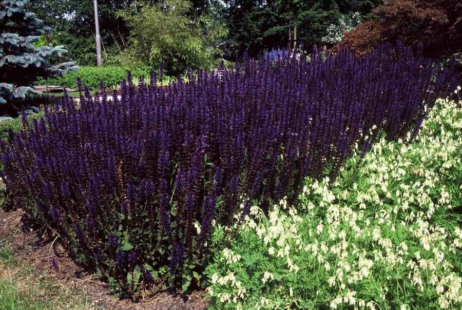 Image of Blüten – Salbei Salvia nem. 'Mainacht' – ↕10-25cm – Ø9cm – Bienenfreundlich – Blau blühend – Sonniger Standort – Pflegeleicht