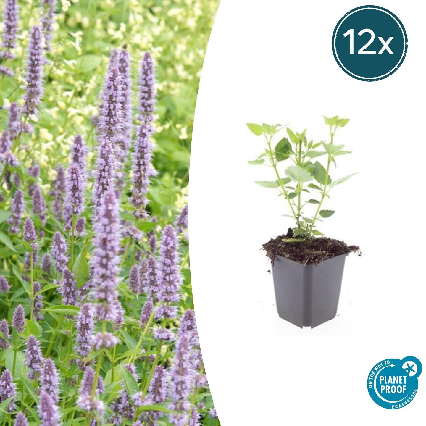 Image of Asiatische Duftnessel – Agastache 'Blue Fortune' – ↕10-25cm – Ø9cm – Lavendelblaue Blüten – Schmetterlings – & bienenfreundlich-6