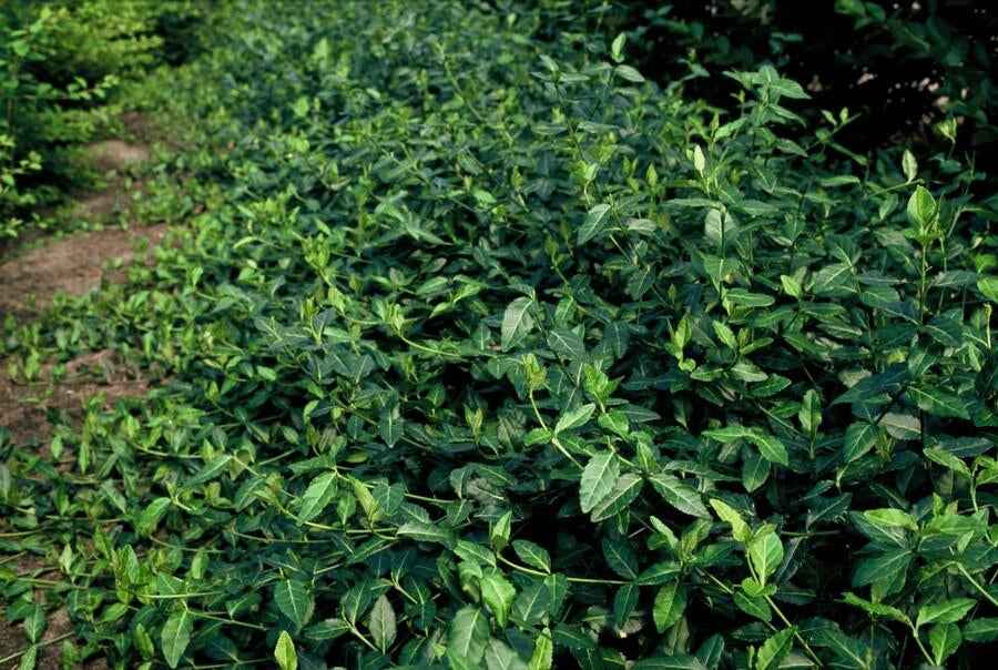Image of Spindelstrauch – Euonymus fortunei 'Dart's Blanket' – ↕10-25cm – Ø9cm – Schattentolerant – Winterhart – Pflegeleicht-1