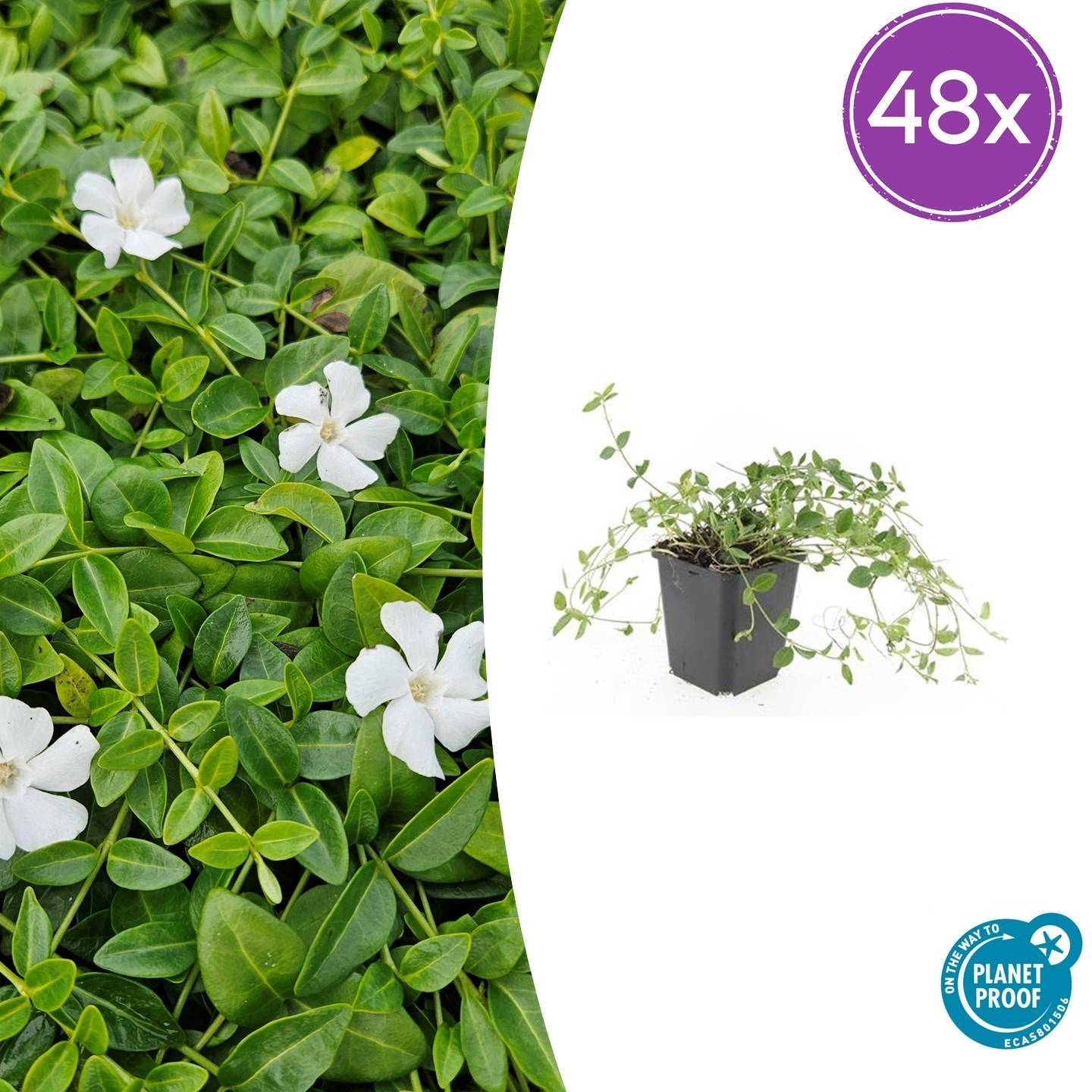 Image of Kleines Immergrün Vinca minor 'Gertrude Jekyll' – ↕10-25cm – Ø9cm-8