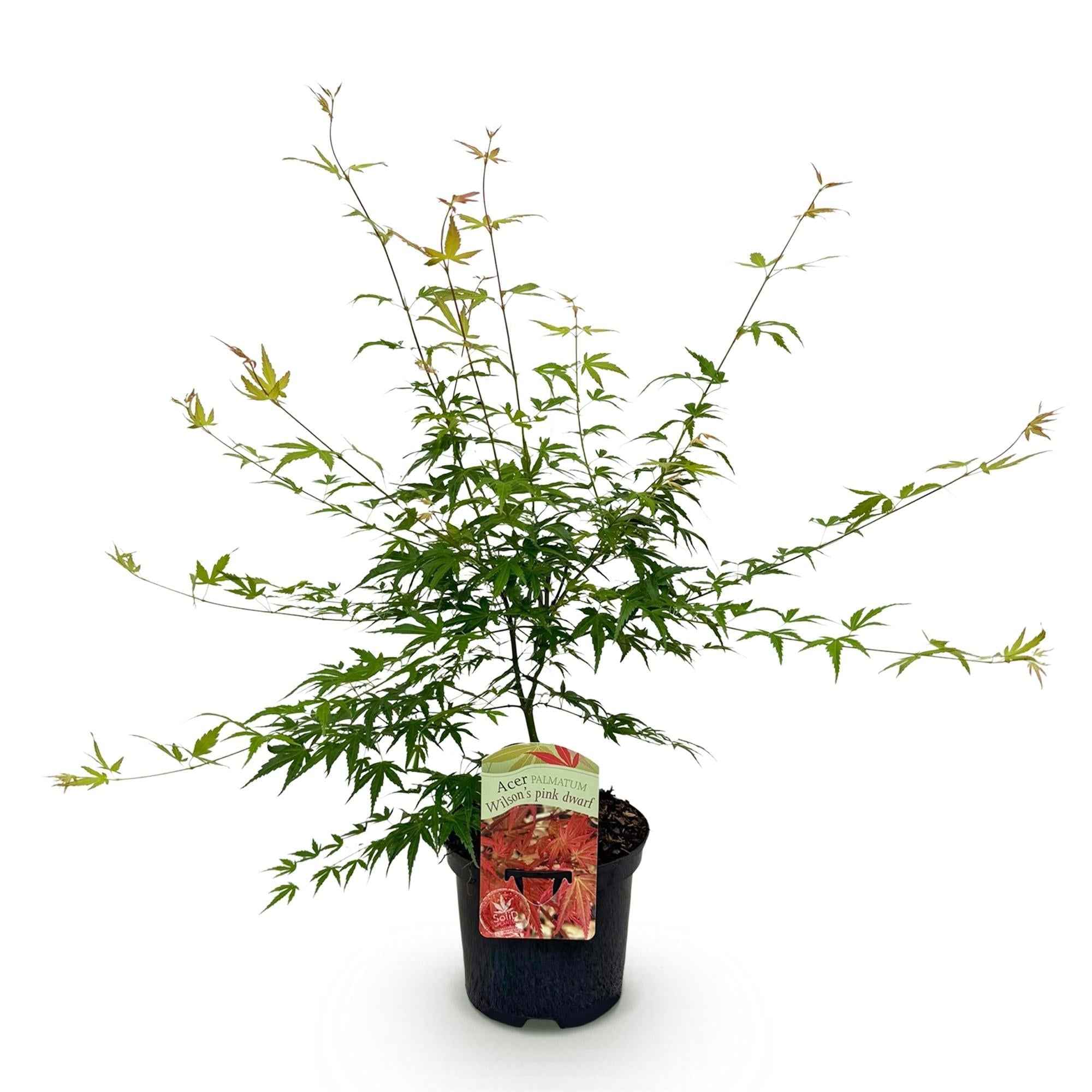 Image of Japanischer Ahorn – Acer palmatum 'Pink Dwarf' – ca. 70cm hoch – Ø19cm – rosa Frühlingslaub – kompakte Balkon – & Gartenpflanze-3