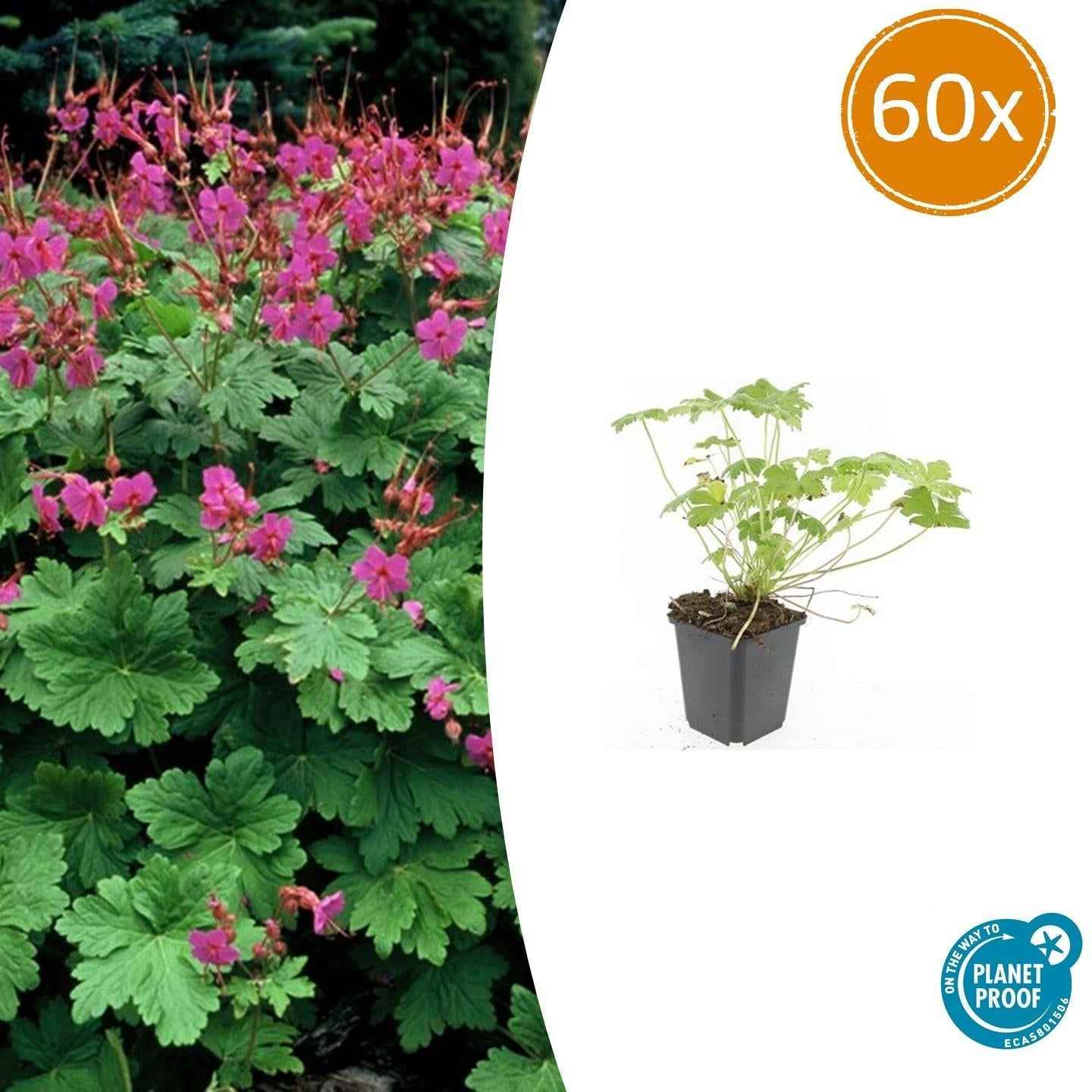 Image of Storchschnabel Geranium macrorrhizum 'Czakor' – ↕10-25cm – Ø9cm – Tiefrosa Blüten – Aromatisches Laub – Robuster Bodendecker-0