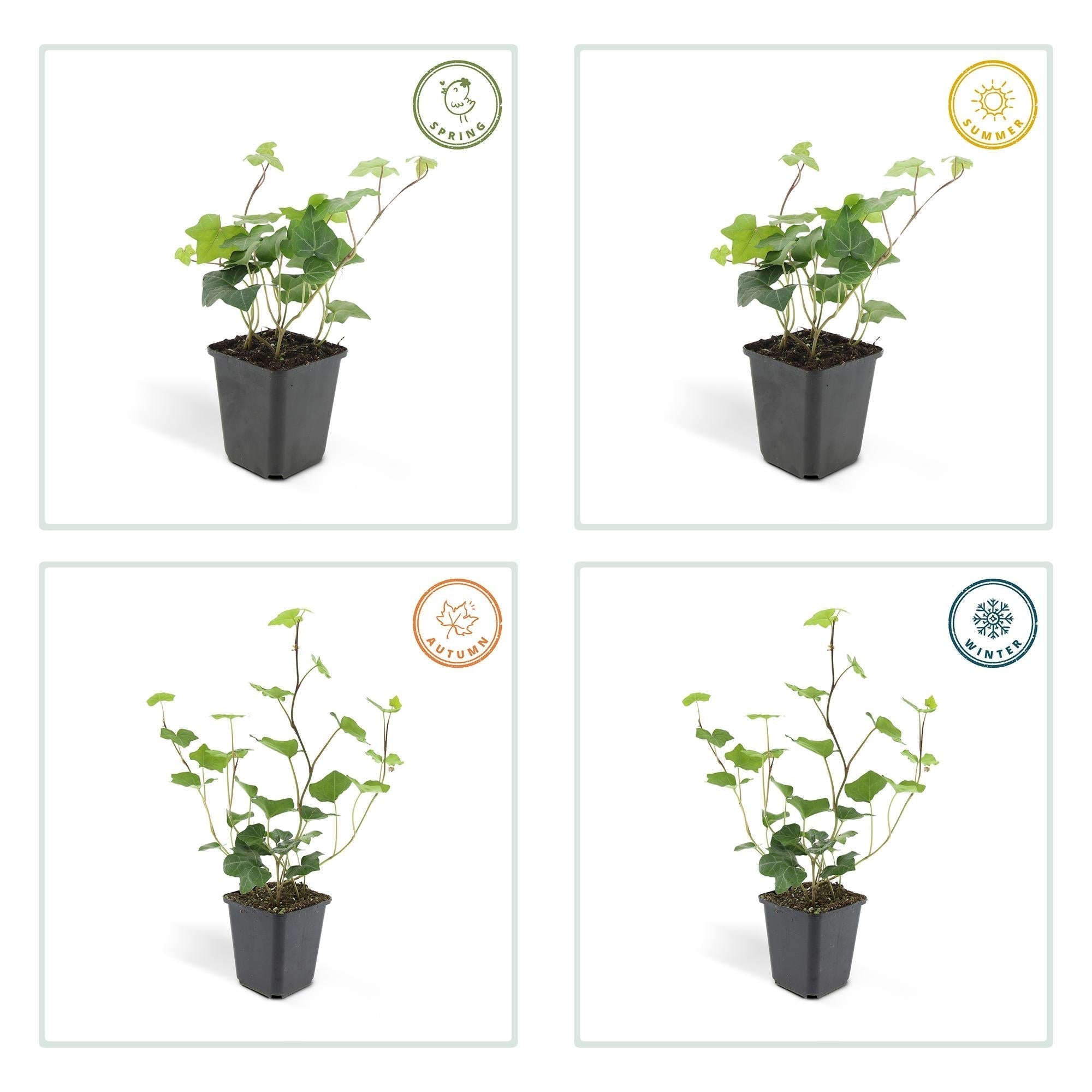 Image of Hedera hibernica – Irischer Efeu – ↕10-25cm – Ø9cm – Immergrüner Kletter – & Bodendecker – Pflegeleicht & winterhart-5