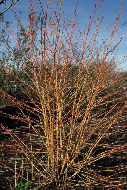Image of Roter Hartriegel Cornus sang. 'Anny's Winter Orange' – ↕10-25cm – Ø9cm – Winterharte Sträucher – Leuchtend orange Zweige-5