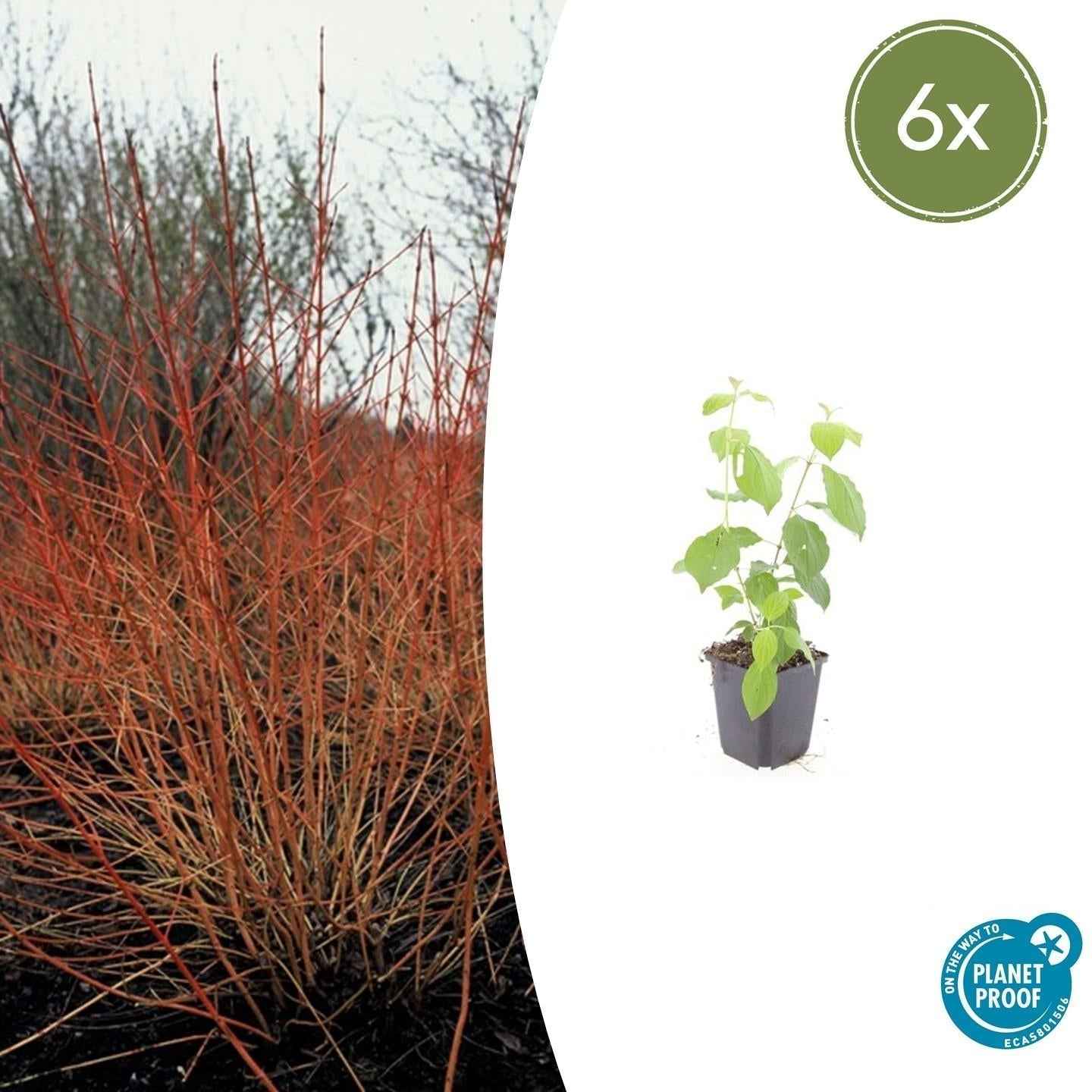 Image of Roter Hartriegel – Cornus sanguinea 'Midwinter Fire' – ↑10-25cm – Ø9cm – Winterharter Zierstrauch, Leuchtende Zweige, Pflegeleicht-2