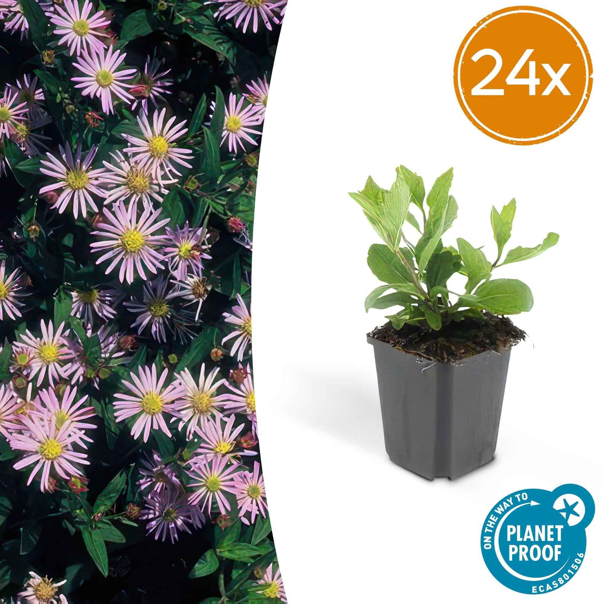Image of Aster ageratoides 'Asran' – Herbstblüher Staude – ↕10-25cm – Ø9cm – Hellblaue Blüten – Sonne-2