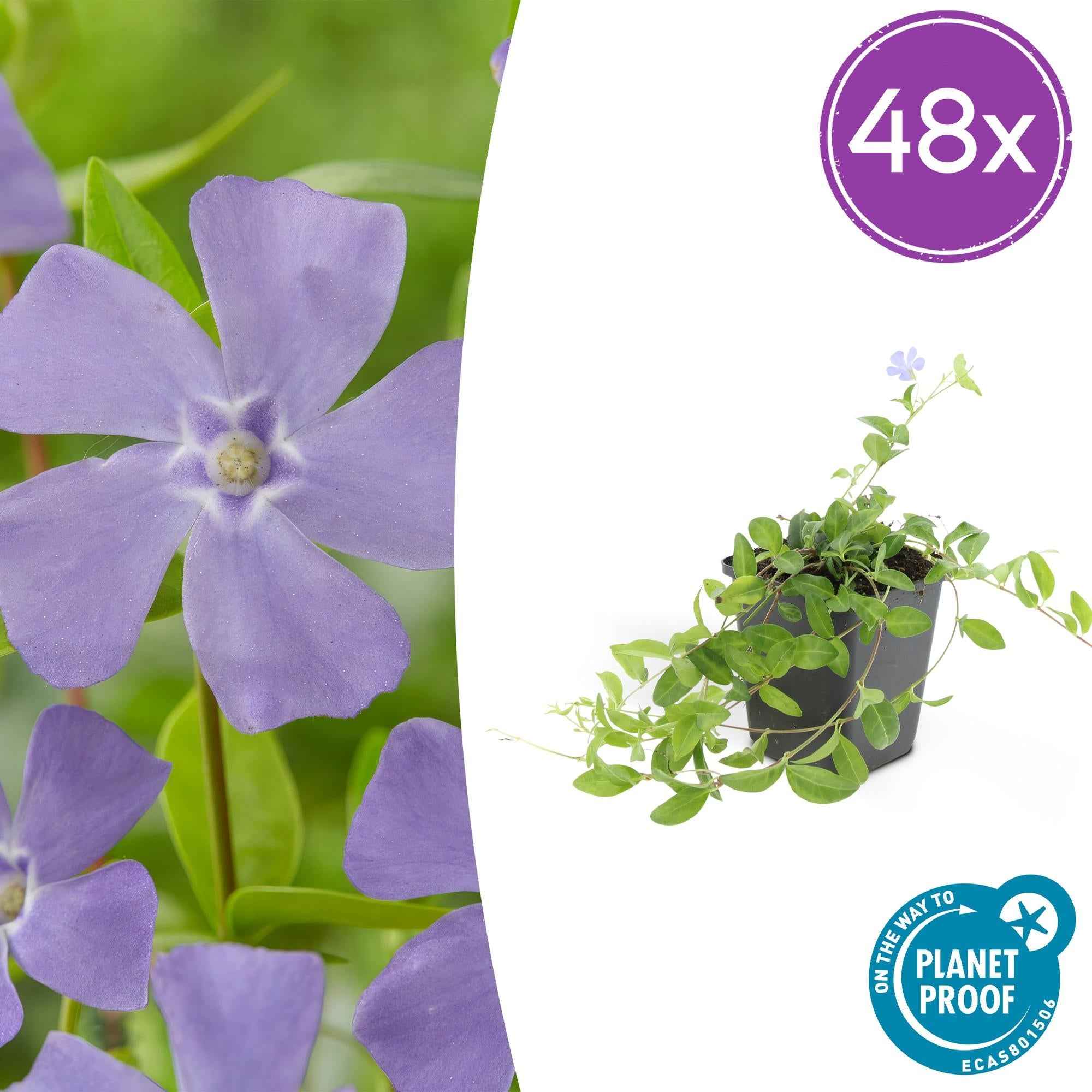 Image of Vinca minor – ↕10-25cm – Ø9cm – Bodendecker – Blaue Blüten – Sonne & Schatten – Pflegeleicht & Robust-0