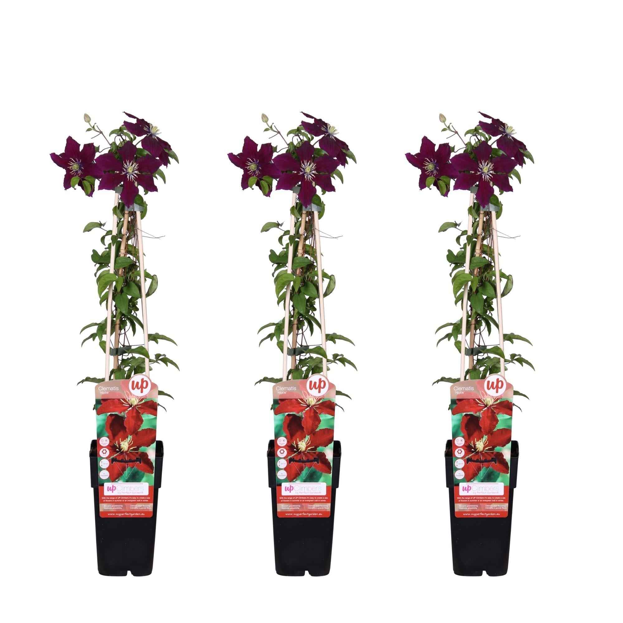 Image of Waldrebe – Clematis Niobe – Winterharte Kletterpflanze mit roten Blüten – Ø15cm Topf – Ca. 65cm hoch – Blüte Mai bis September-1