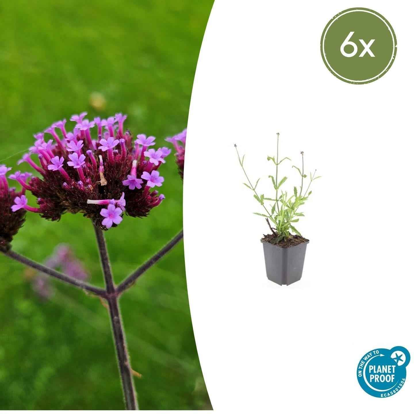 Image of Hohes Eisenkraut Verbena bonariensis 'Lollipop' – ↕10-25cm – Ø9cm – Lilafarbene Blüten – Langblühend – Pflegeleicht