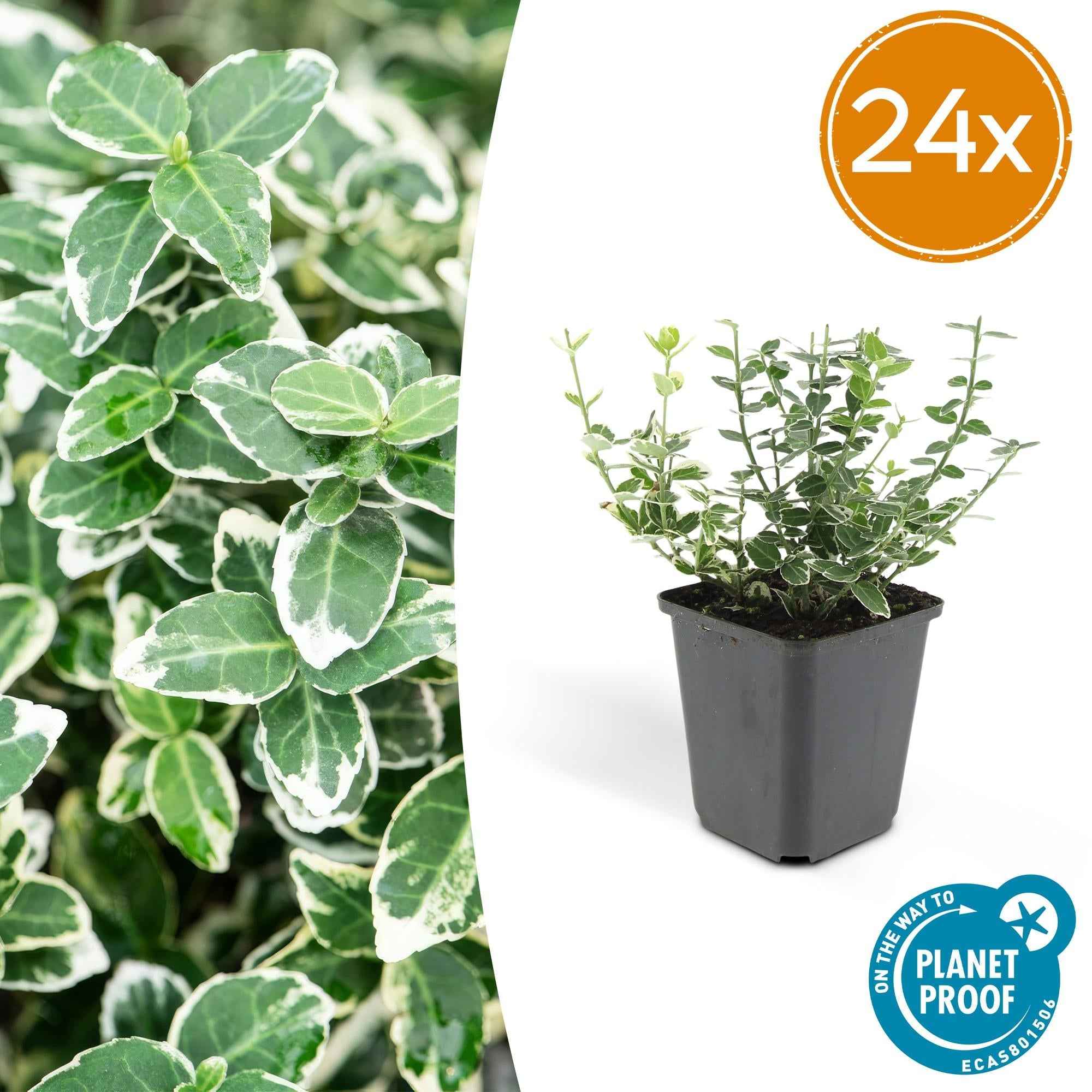 Image of Euonymus fortunei 'Emerald Gaiety' – Immergrüner Zierstrauch mit silberbunten Blättern – ↕10-25cm – Ø9cm – Pflegeleicht & winterhart-2