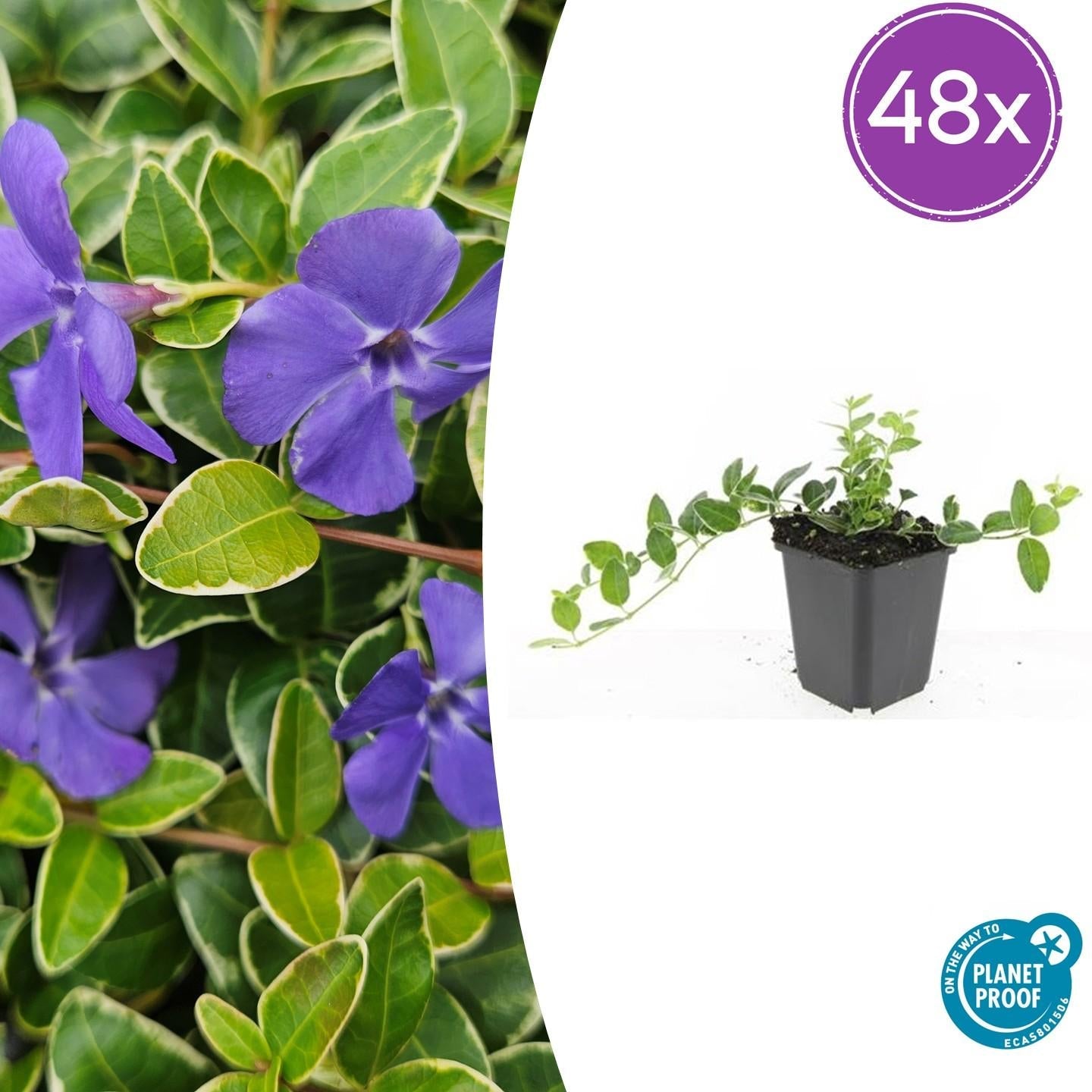 Image of Kleinblättriges Immergrün Vinca minor 'Ralph Shugert' – ↕10-25cm – Ø9cm – Lavendelfarbene Blüten – Immergrün & pflegeleicht-8