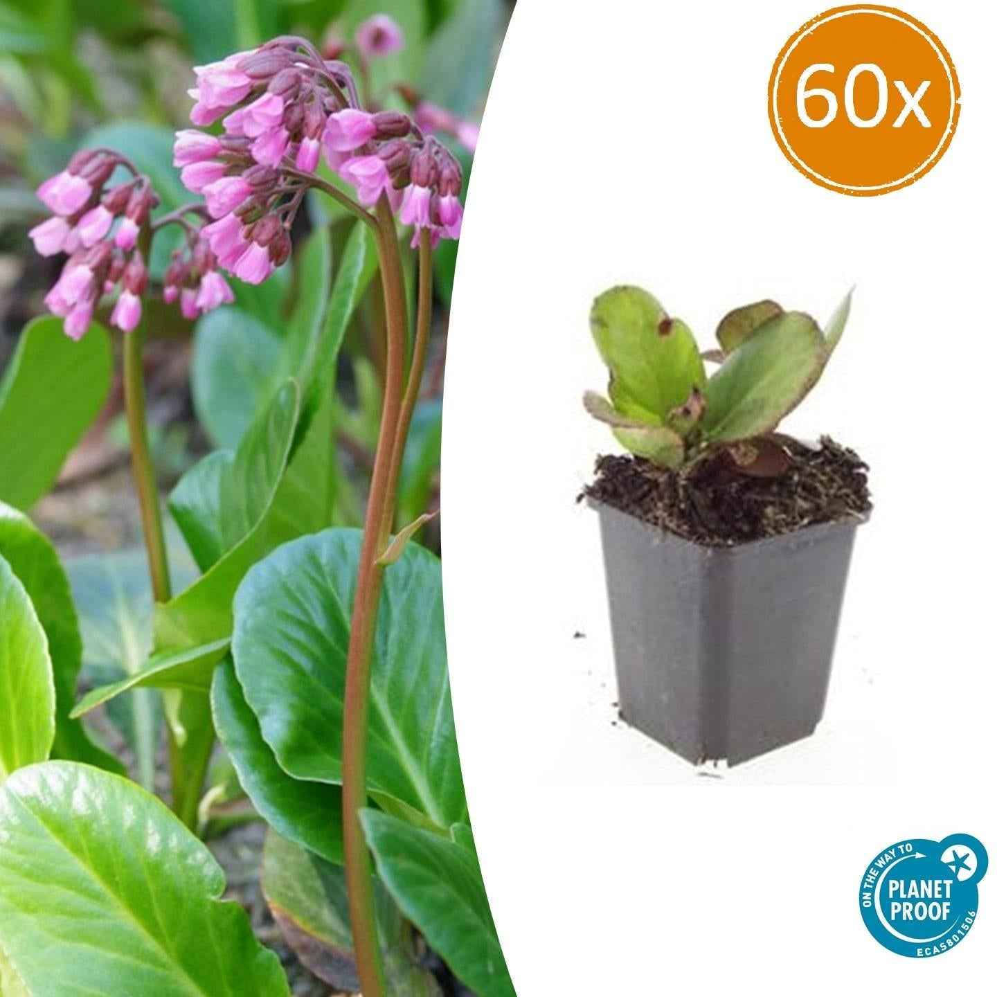 Image of Bergenie – Bergenia cordifolia 'Herbstblüte' – ↕10-25cm – Ø9cm – immergrün & winterhart-0