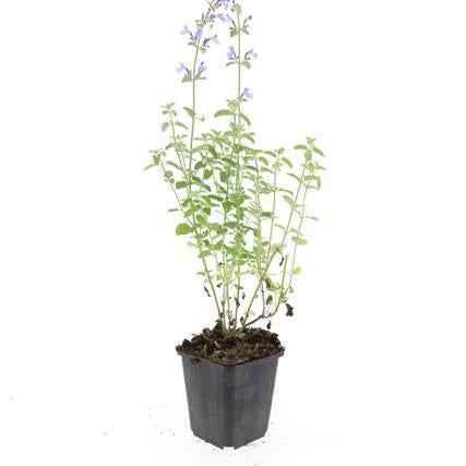 Image of Nepeta 'Walker's Low' – ↕10-25cm – Ø9cm – Lavendelblaues Duftgras – Bienenfreundlich & Pflegeleicht-4