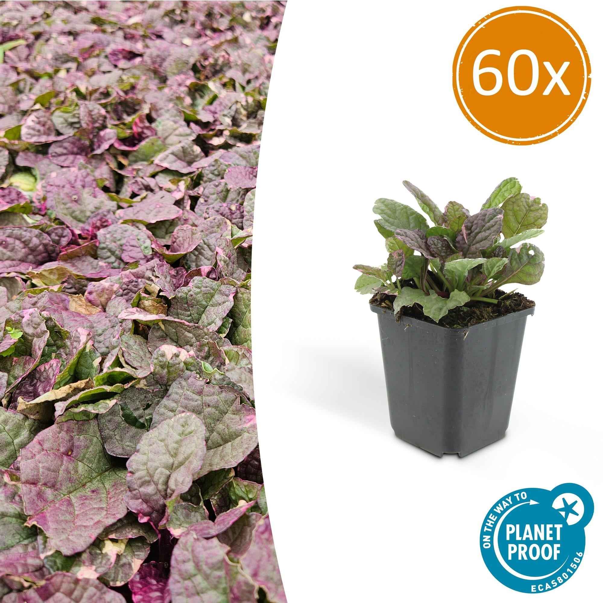 Image of Kriechender Günsel Ajuga reptans 'Burgundy Glow' – ↕10-25cm – Ø9cm – Halbschatten & Schatten – Pflegeleicht