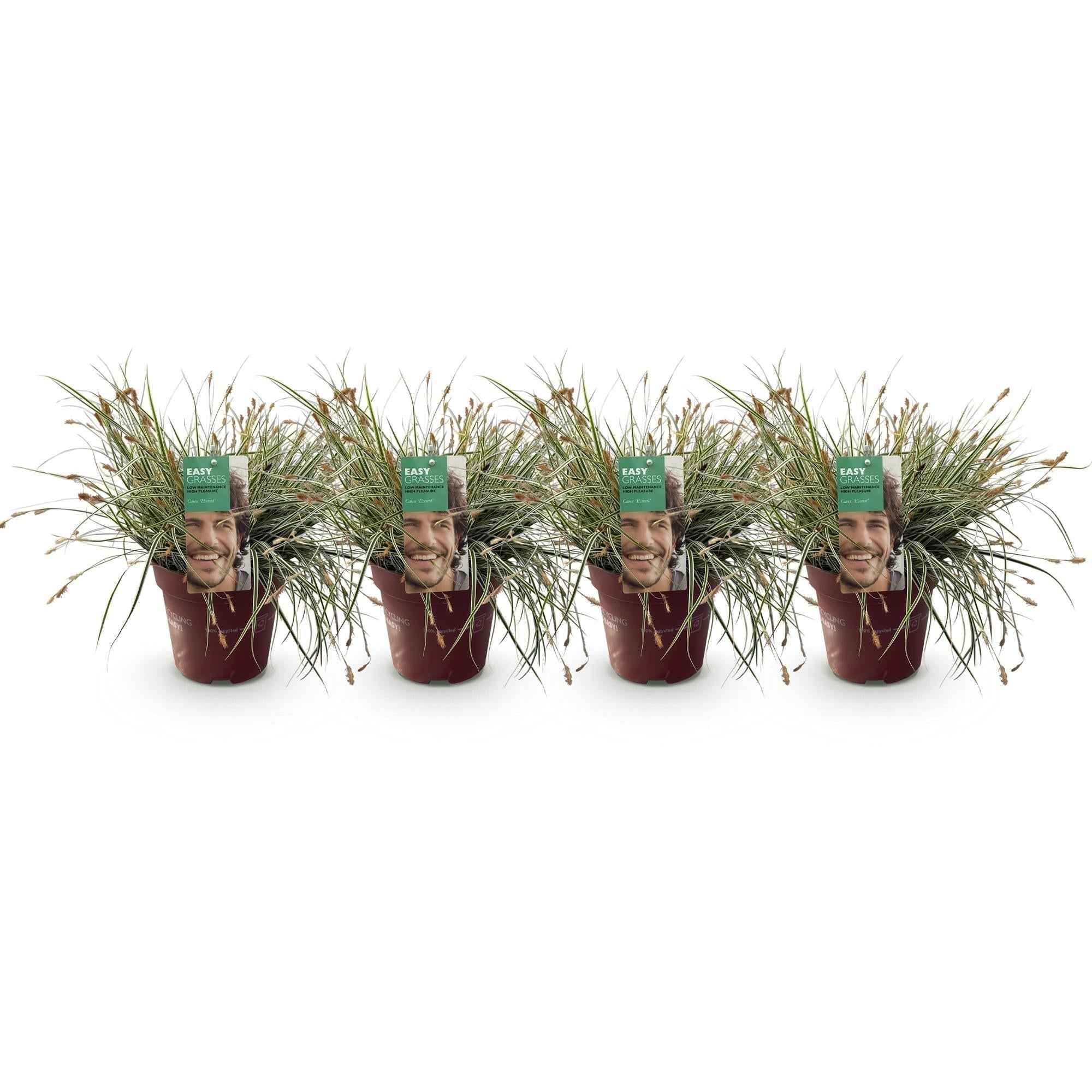 Image of Grünweiße Segge Carex oshimensis Everest – Ø17cm – Immergrün, winterhart & pflegeleicht – Weiß – grüne Blätter – Höhe ca. 50cm-0