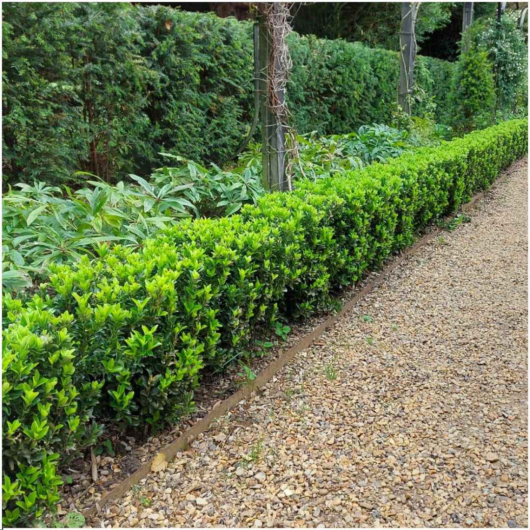 Image of Japanischer Spindelstrauch Euonymus 'Green Spire' – Ø7cm – ↕15cm – Aufrechter, winterharter Zierstrauch für Garten, Terrasse & Hecke