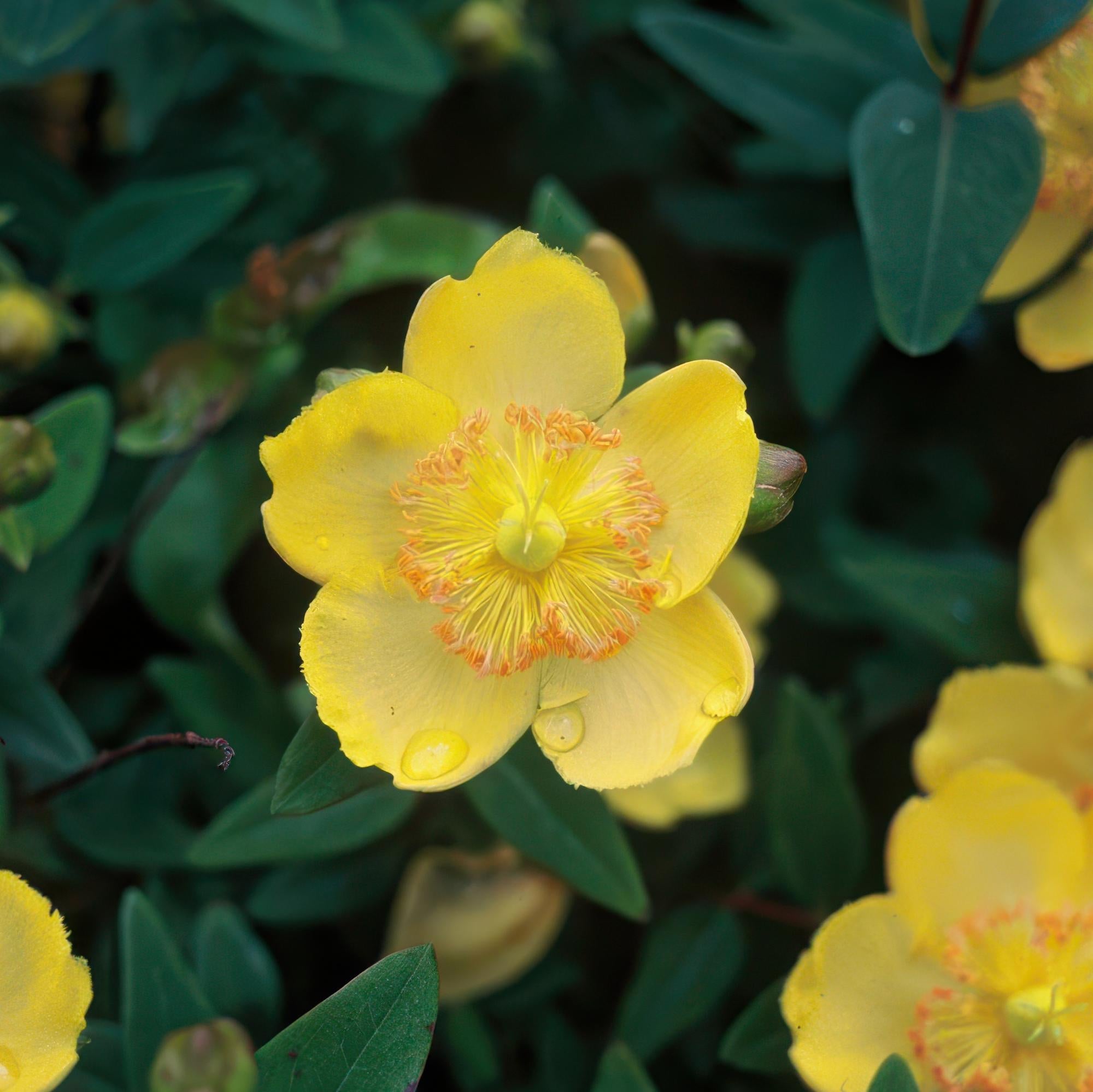 Image of Hypericum calycinum – Gelbblühender Bodendecker – ↕10-25cm – Ø9cm – Robuste & pflegeleichte Pflanze für Sonne-5