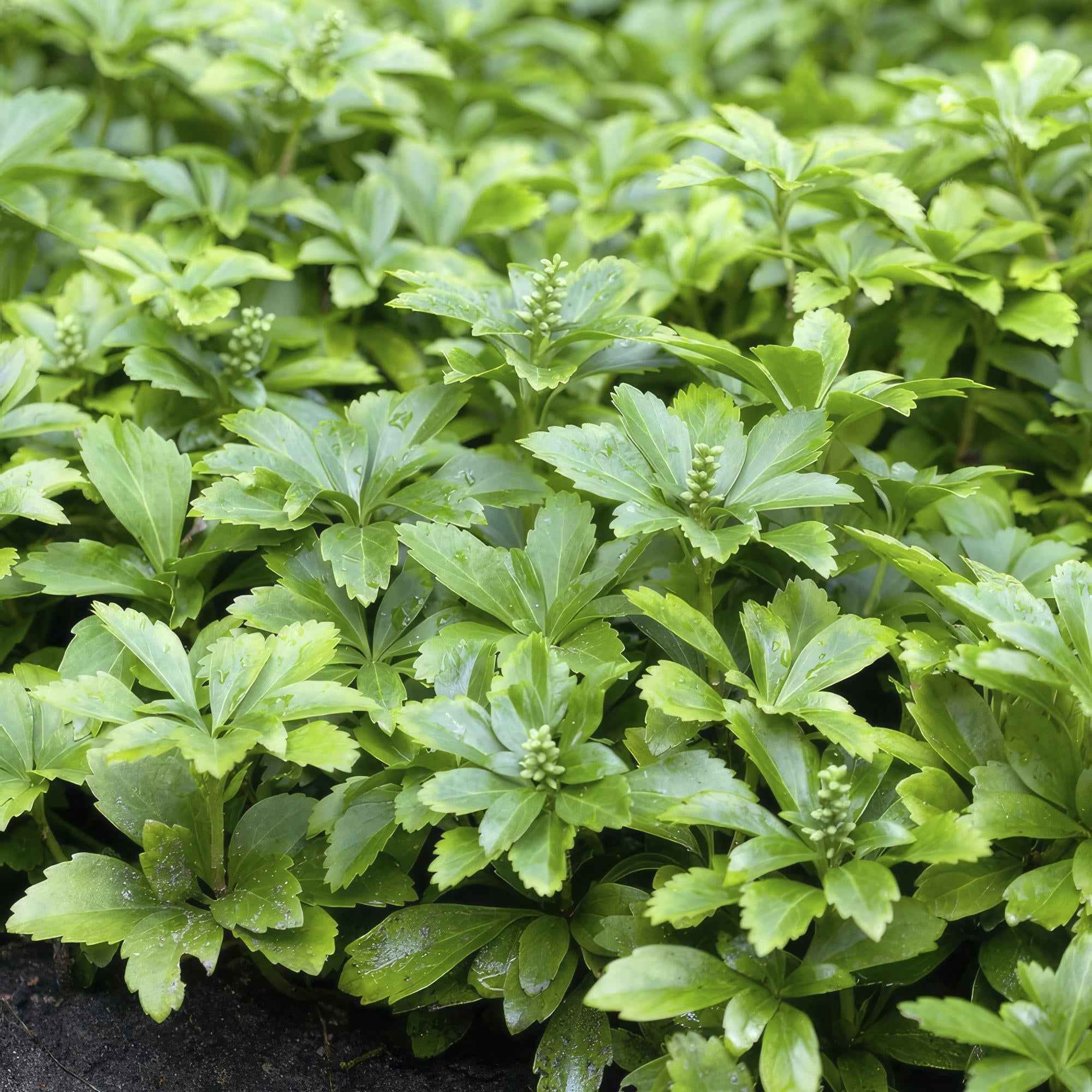 Image of Pachysandra terminalis 'Green Carpet' – schattenverträglich – pflegeleicht – Ø9cm – ↕10-25cm-1