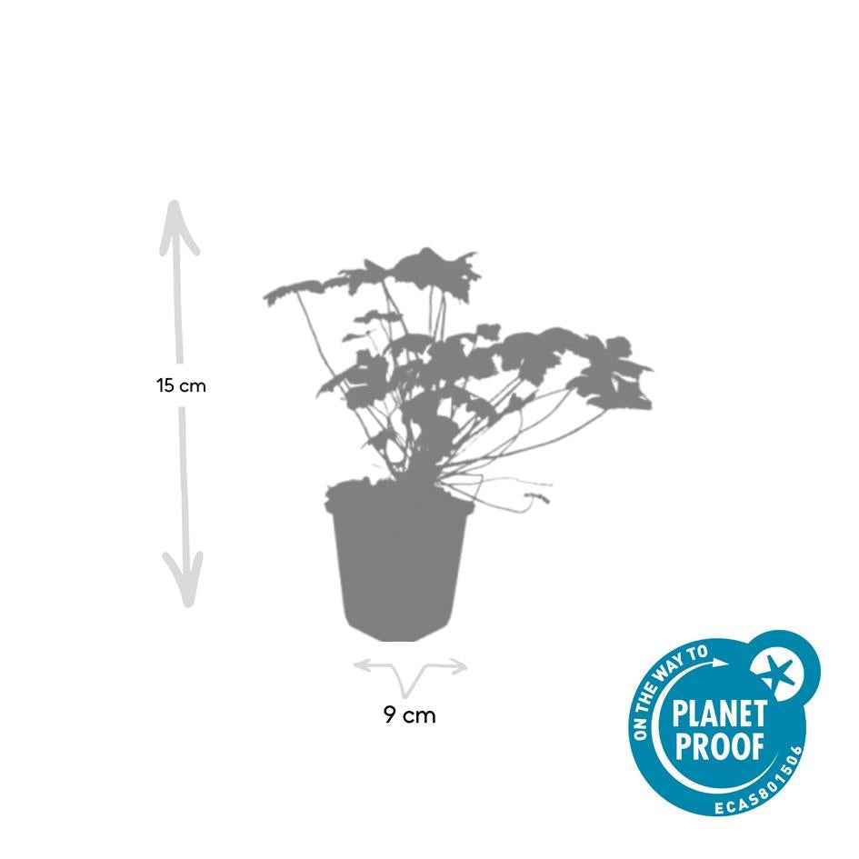 Image of Blut – Storchschnabel Geranium 'Tiny Monster' – ↕10-25cm – Ø9cm – Kompakte, sommerblühende Staude für Beet, Kübel & Bodendecker