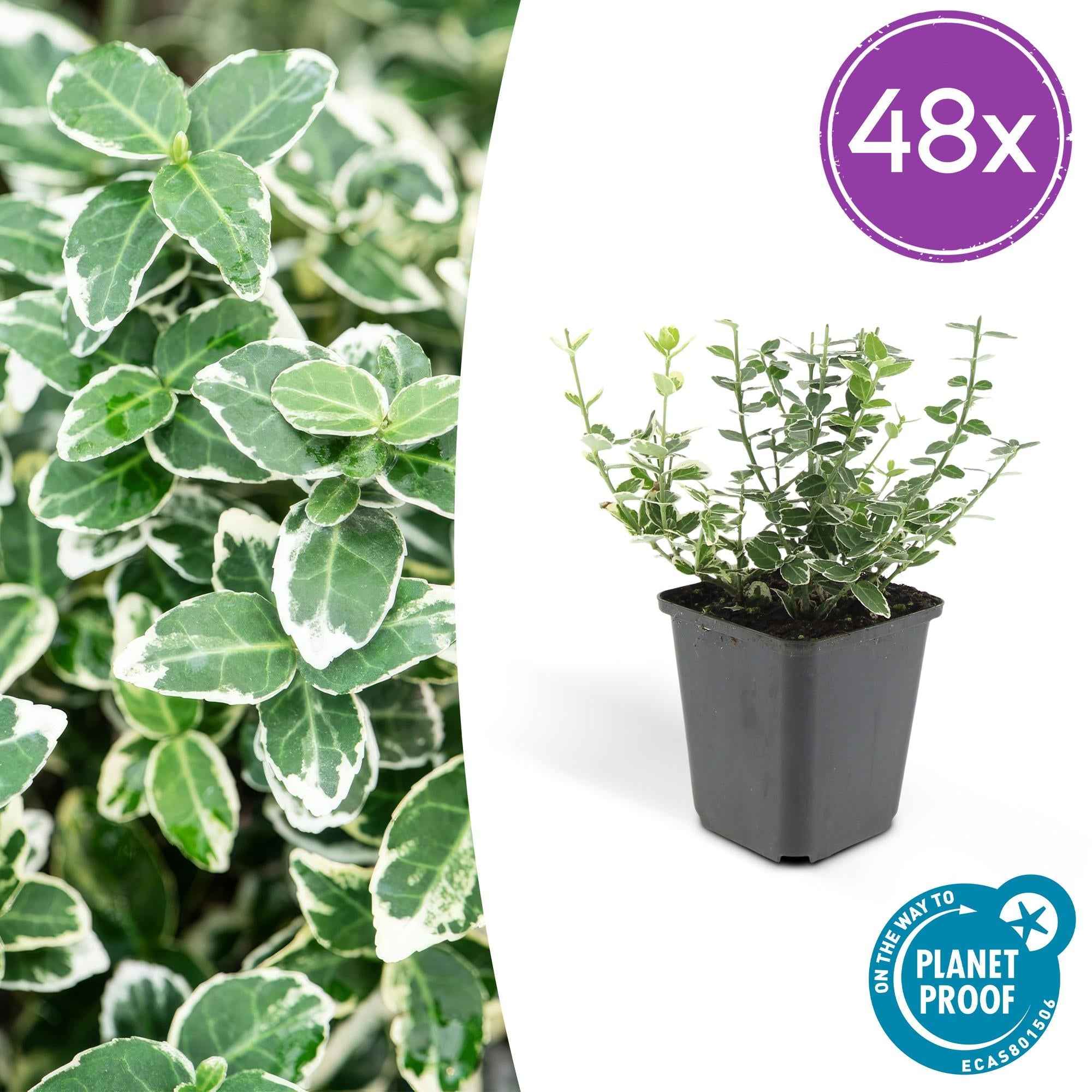 Image of Euonymus fortunei 'Emerald Gaiety' – Immergrüner Zierstrauch mit silberbunten Blättern – ↕10-25cm – Ø9cm – Pflegeleicht & winterhart-0