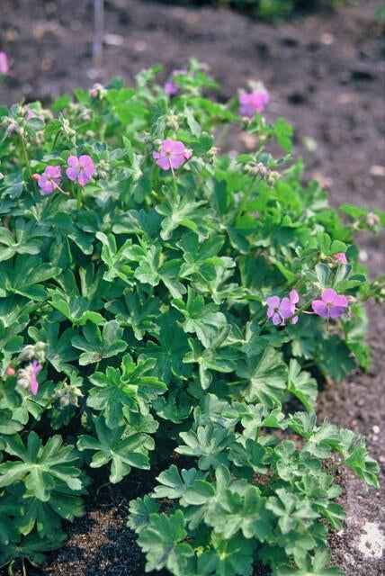 Image of Storchschnabel Geranium cantabrigiense 'Cambridge' – ↕10-25cm – Ø9cm – Pflegeleicht